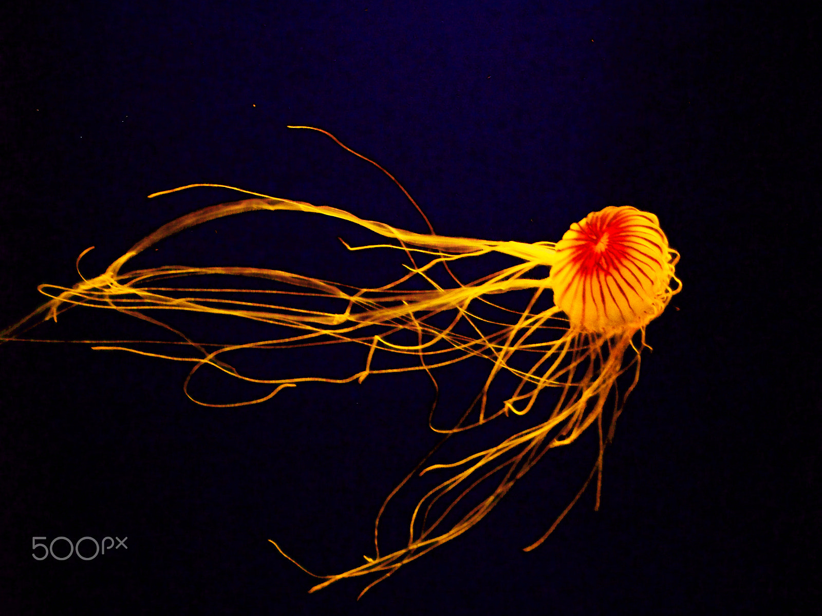 Kodak EASYSHARE Z1485 IS DIGITAL CAMERA sample photo. Jelly fish photography