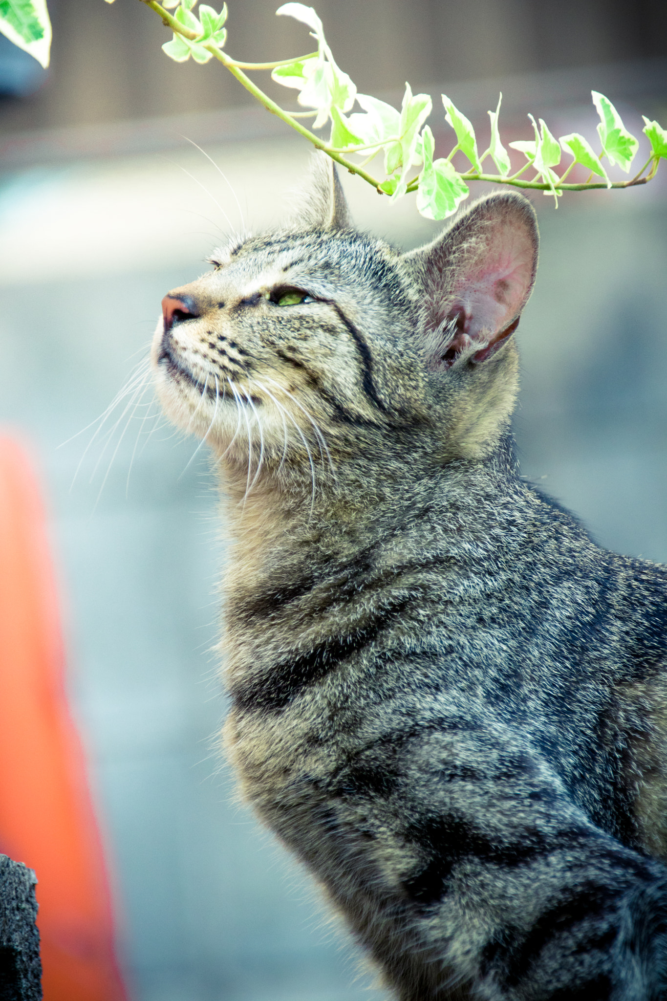Sigma 18-250mm F3.5-6.3 DC OS HSM sample photo. Shining photography