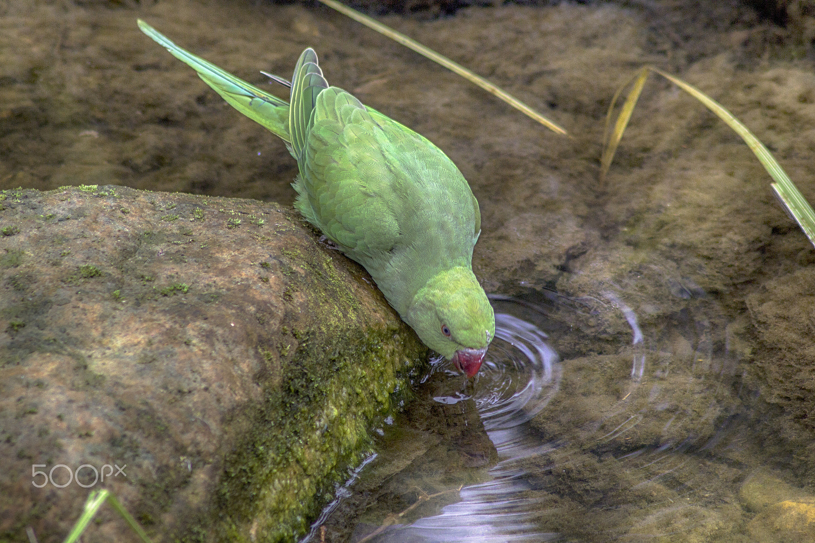 Canon EOS 60D sample photo. Parakeet drinking photography