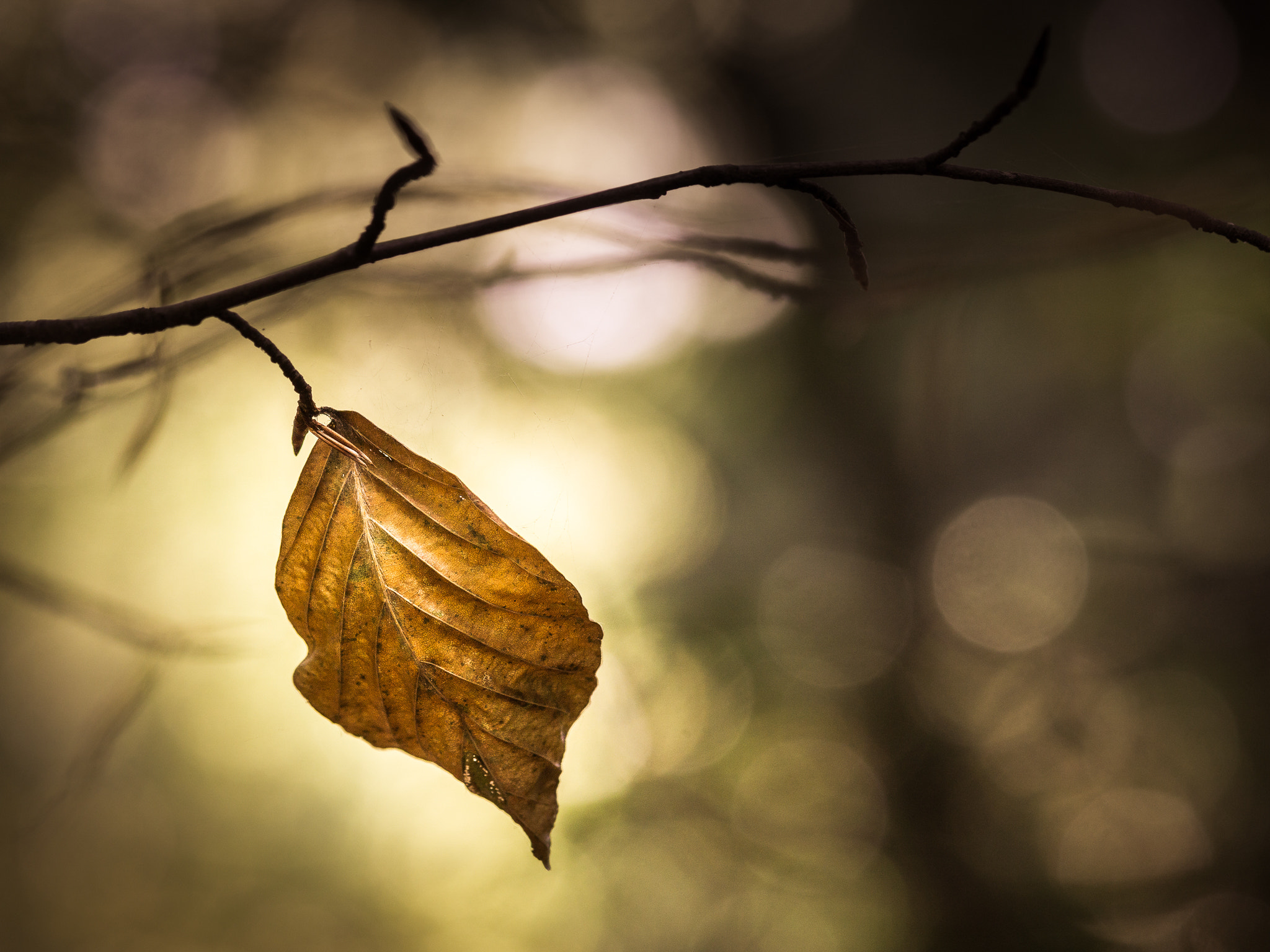 Sony a6000 + Sony FE 90mm F2.8 Macro G OSS sample photo. One gentle breeze... and i'll fly. photography