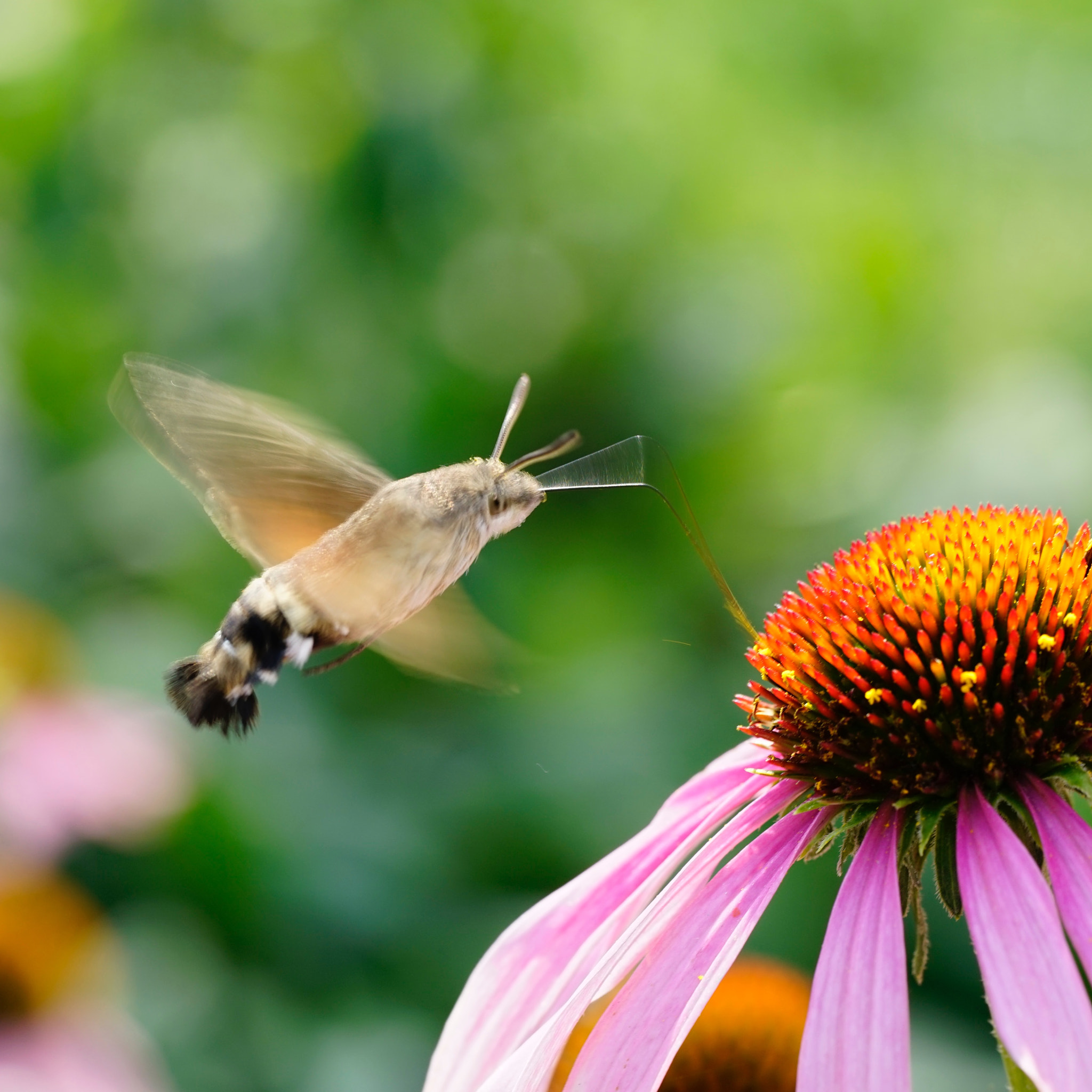 Sony a7 II + Sony FE 90mm F2.8 Macro G OSS sample photo. 吸引 photography