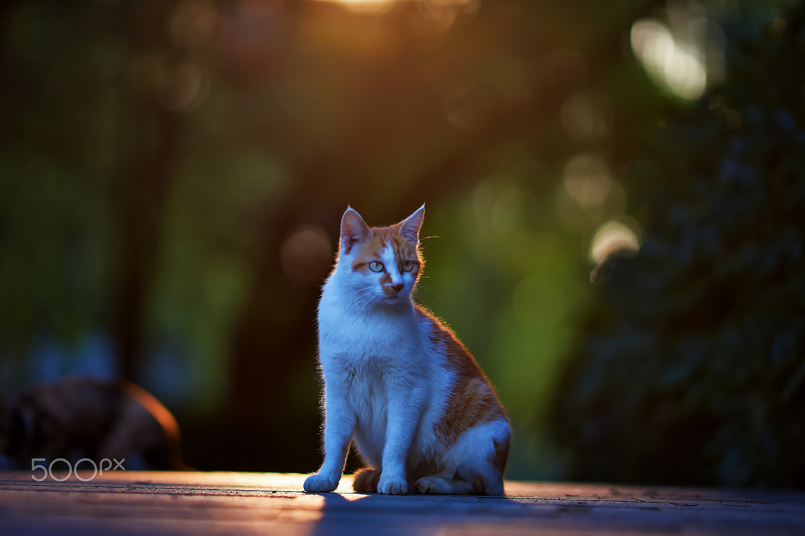 Zeiss Sonnar T* 135 mm F1.8 ZA (SAL135F18Z) sample photo. Sundown photography