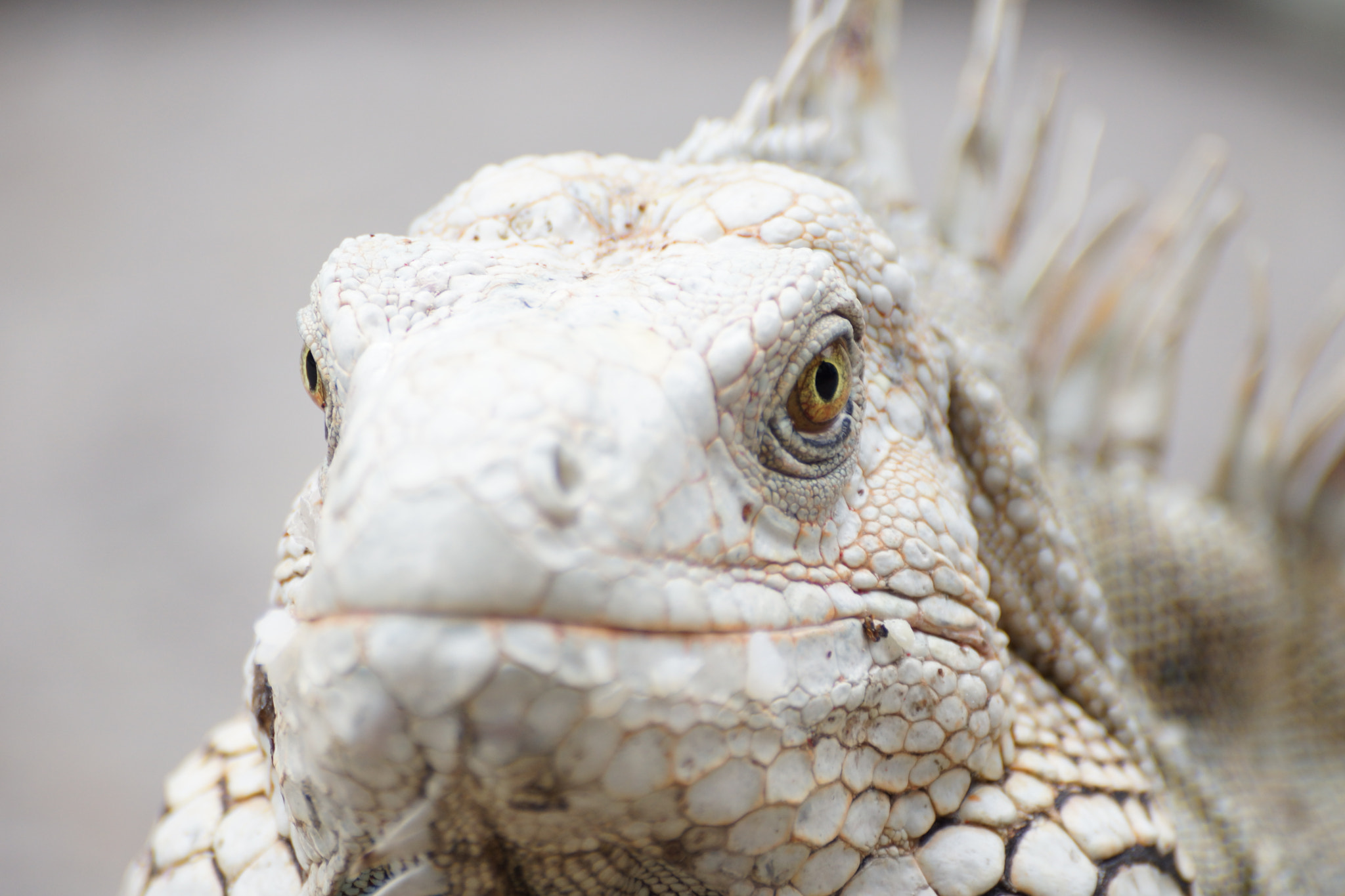 Sony DT 55-300mm F4.5-5.6 SAM sample photo. Iguana photography