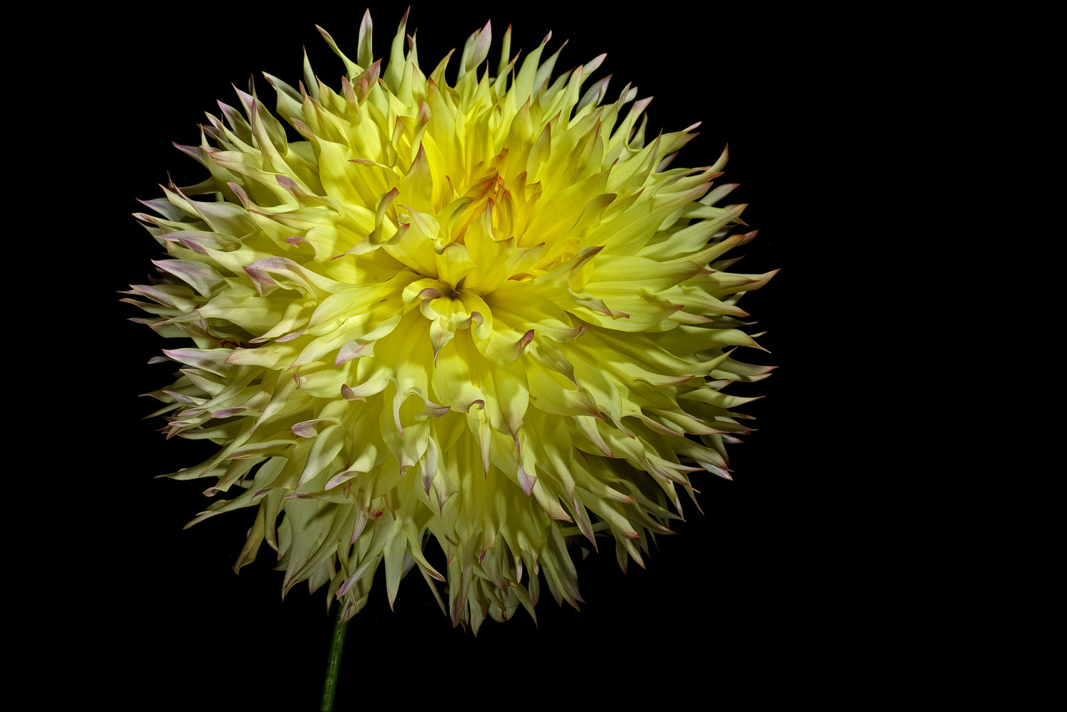 100mm F2.8 SSM sample photo. Citron de cap dahlia. photography