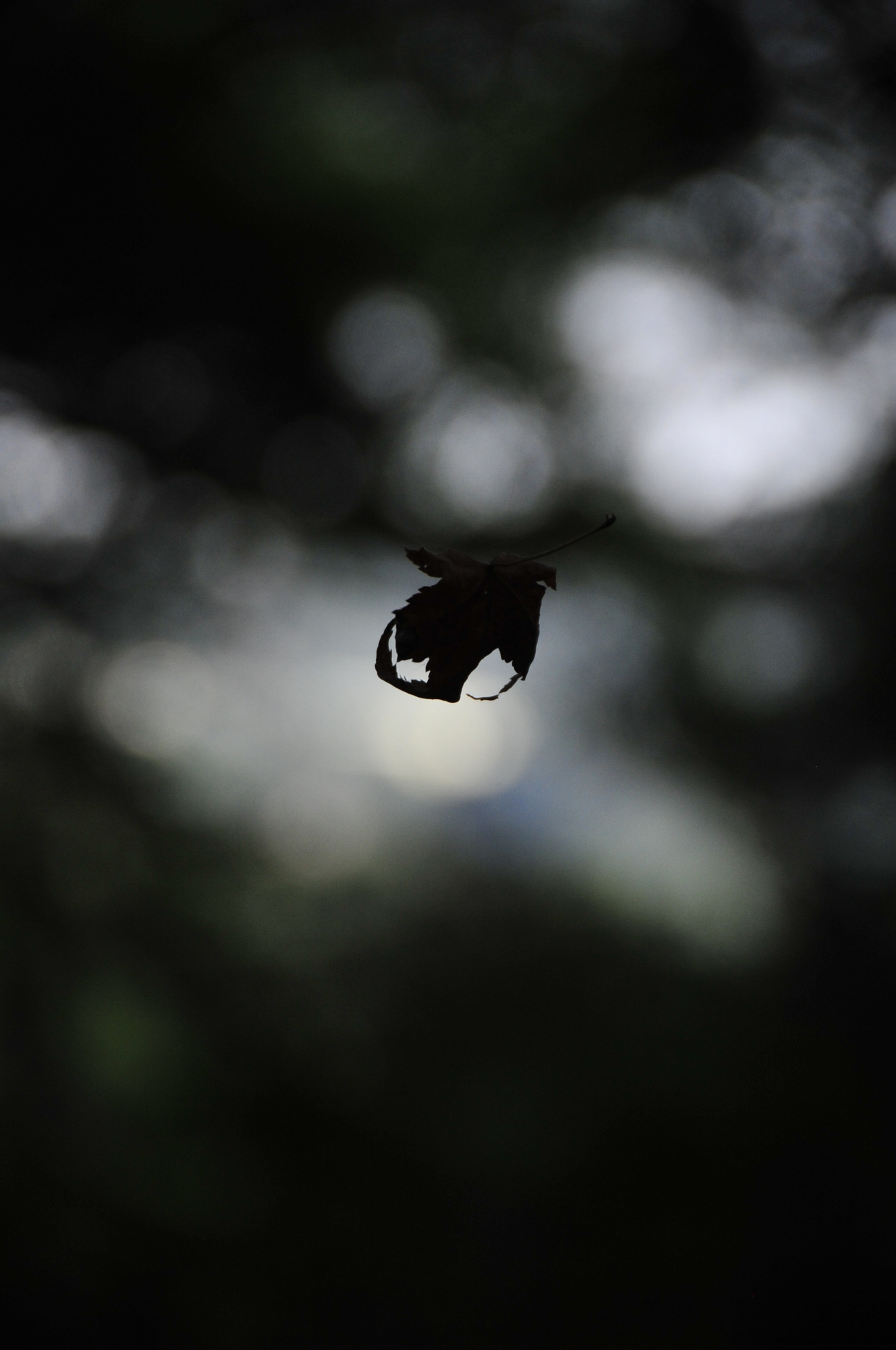 Nikon D3 sample photo. .. photography