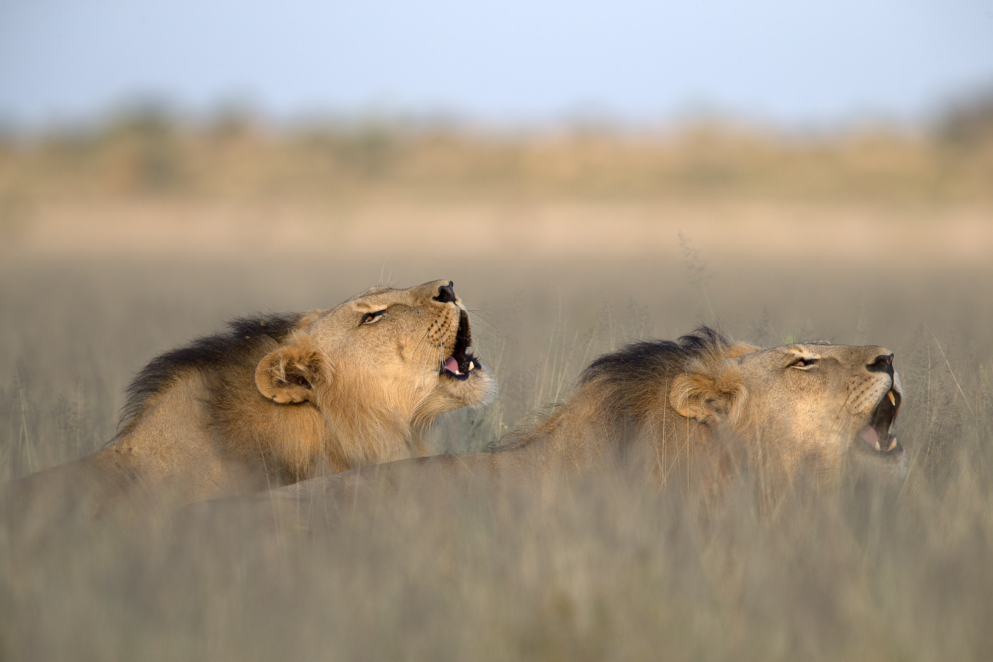 Canon EF 400mm F2.8L IS II USM sample photo. Roaring lions photography