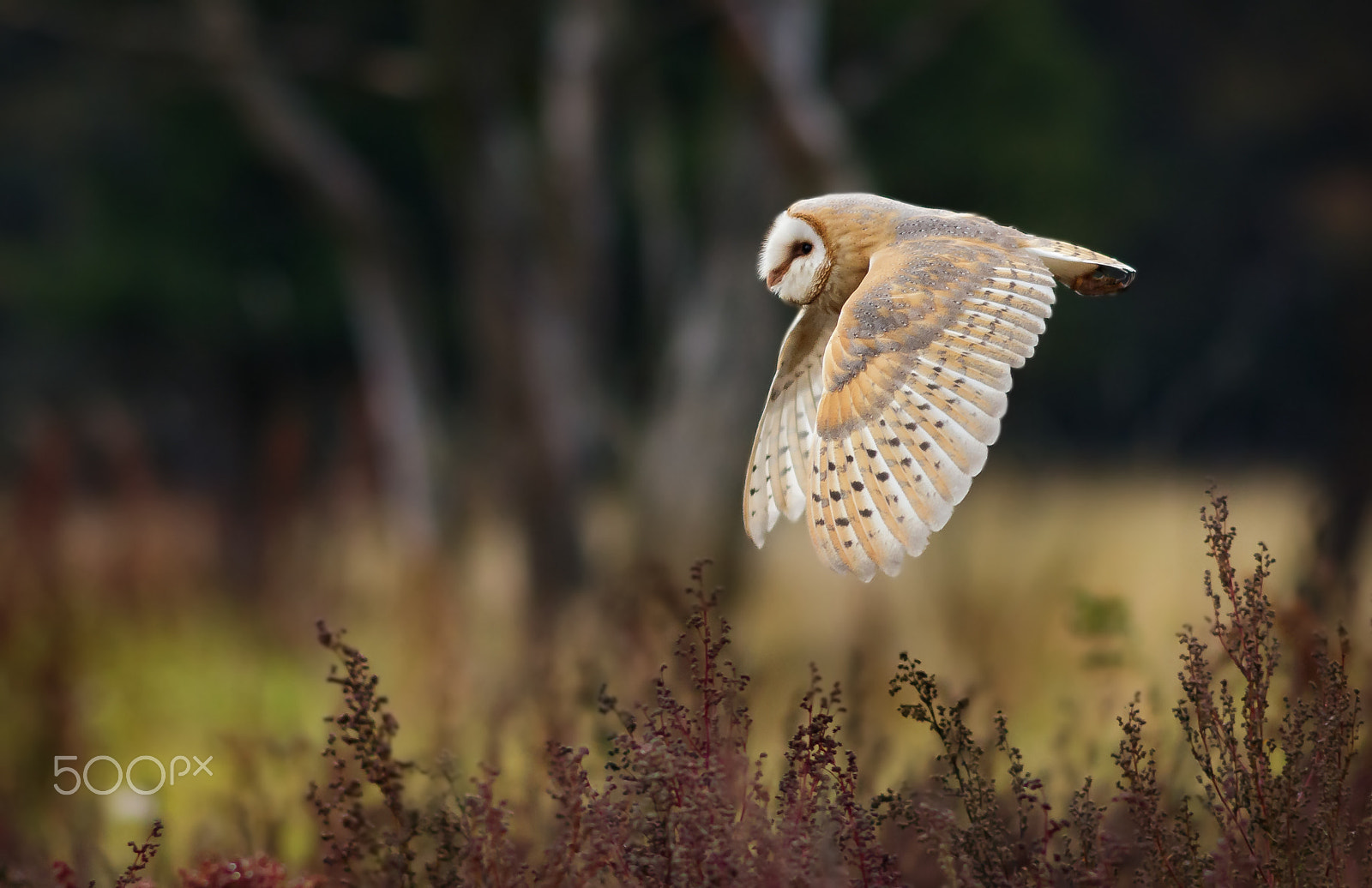 Canon EOS 760D (EOS Rebel T6s / EOS 8000D) + Canon EF 200mm F2.8L II USM sample photo. Sova pálená v lidské péči photography