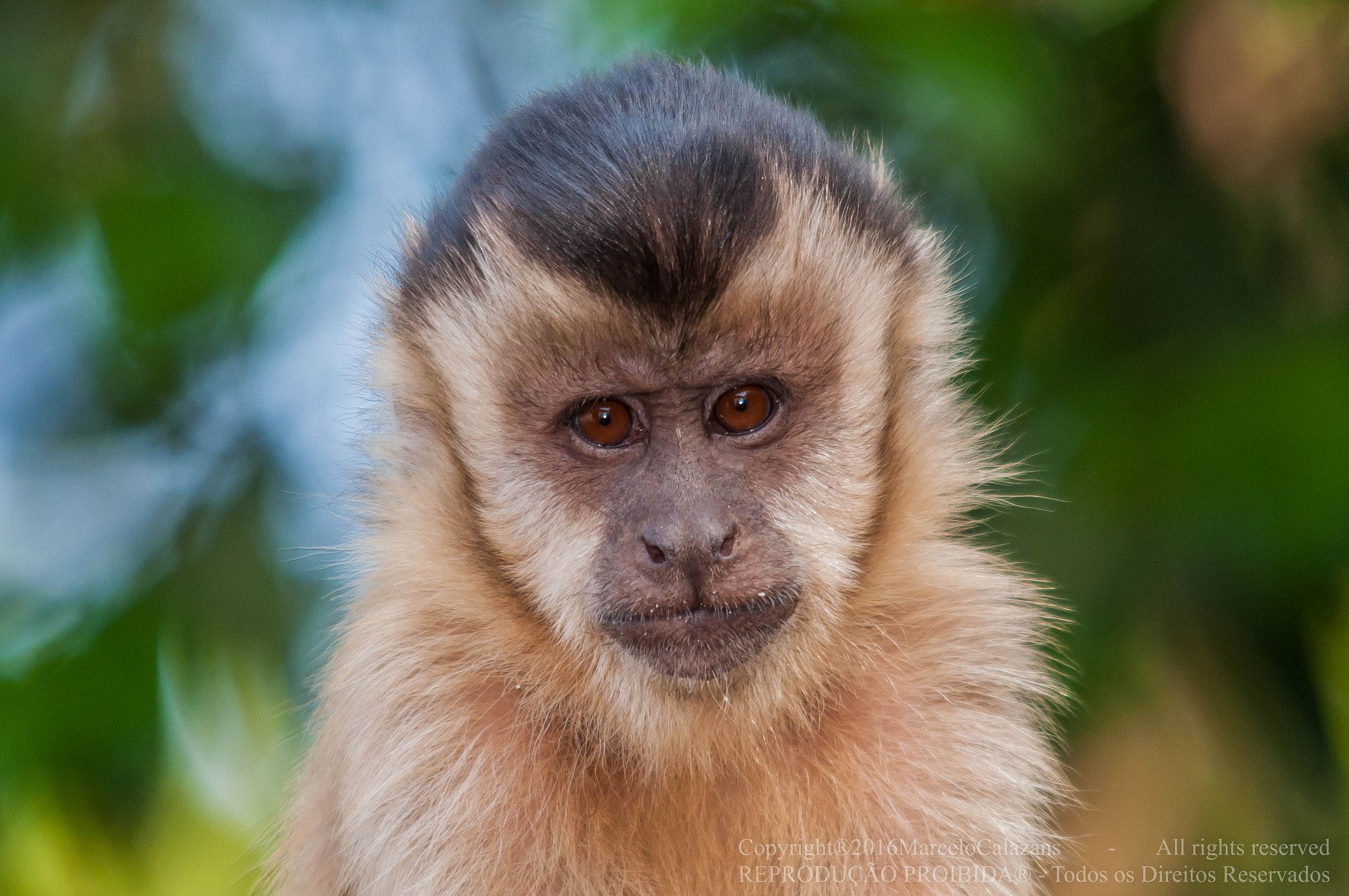 Sigma 150-500mm F5-6.3 DG OS HSM sample photo. Hooded capuchin monkey photography