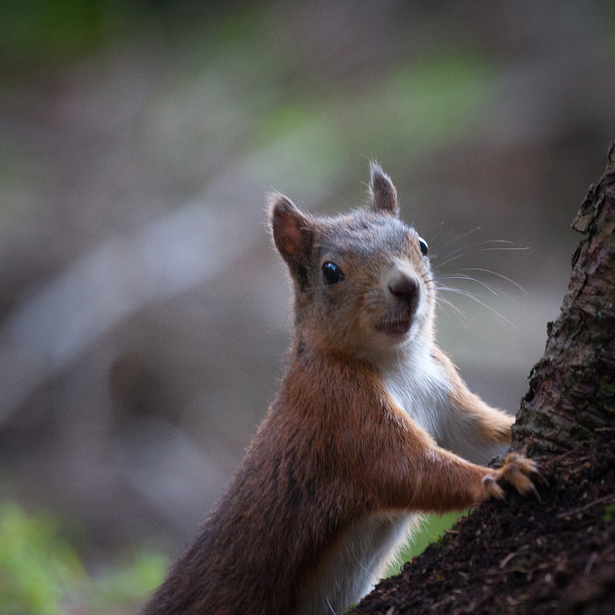 Canon EF 100-400mm F4.5-5.6L IS USM sample photo. Hey ! i'm watching you ! photography