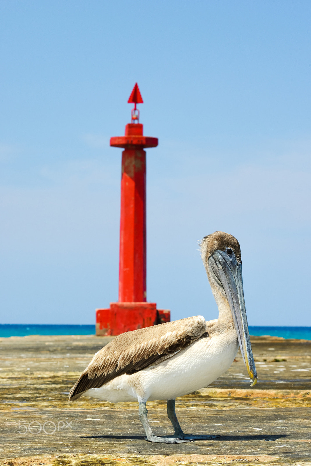 Nikon D800 + AF DC-Nikkor 135mm f/2D sample photo. Pelican near the red beacon on the pier photography