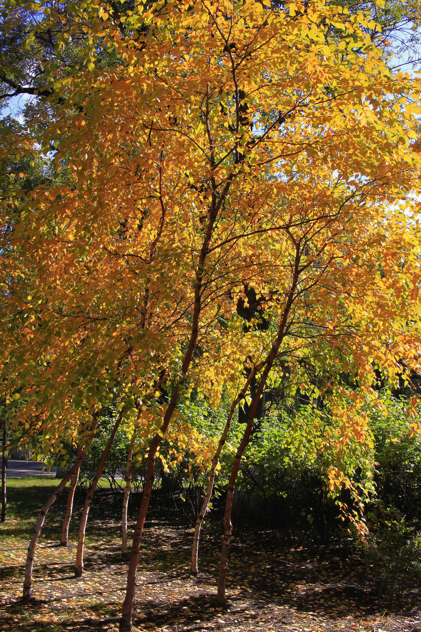 Canon EF-S 24mm F2.8 STM sample photo. Tree photography