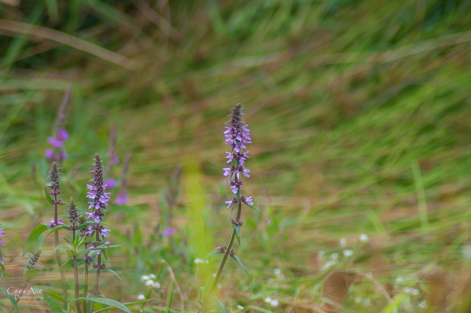 Tamron AF 70-300mm F4-5.6 Di LD Macro sample photo