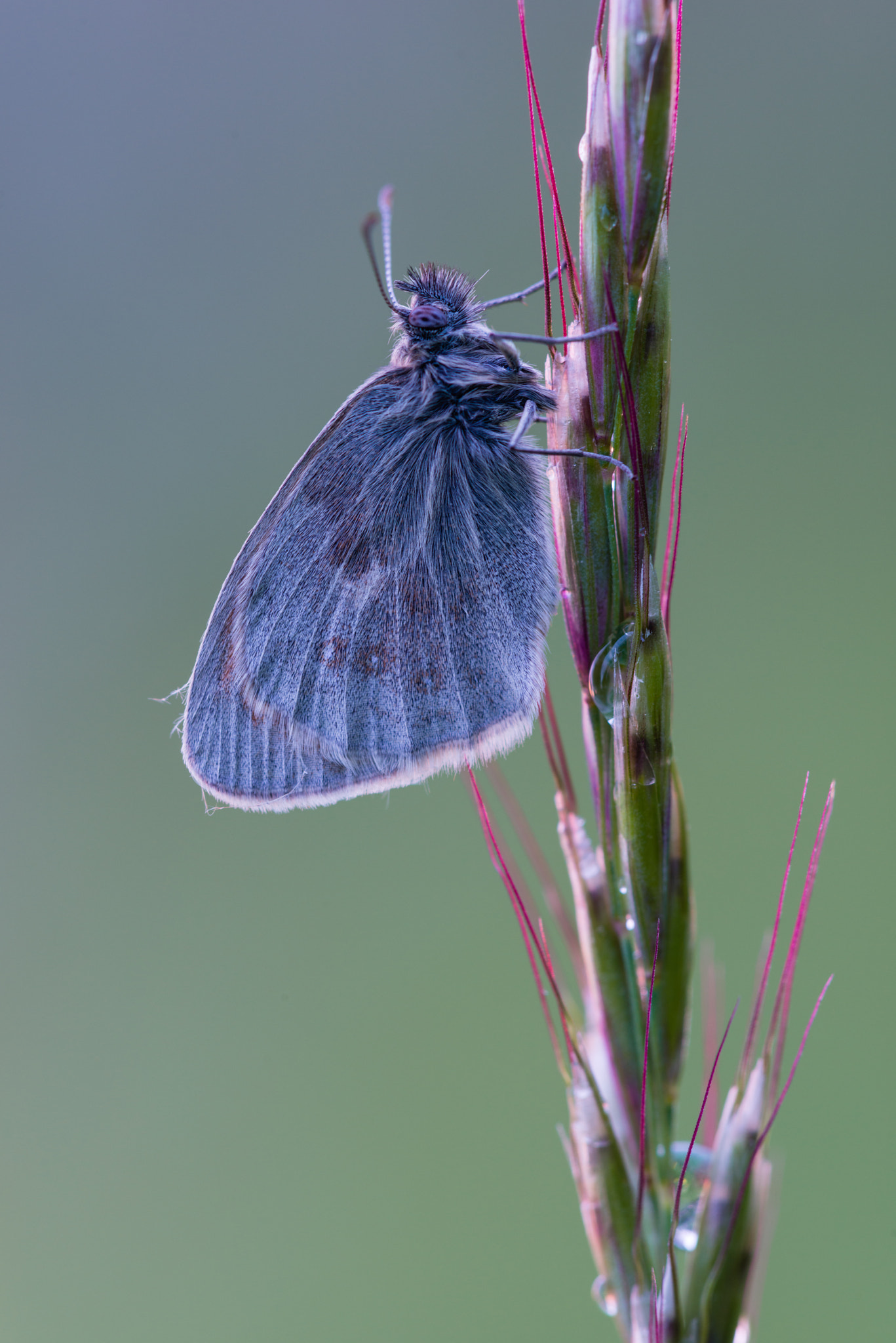 Nikon D800 + Nikon AF Micro-Nikkor 200mm F4D ED-IF sample photo. Kleineswiesenvögelchen photography