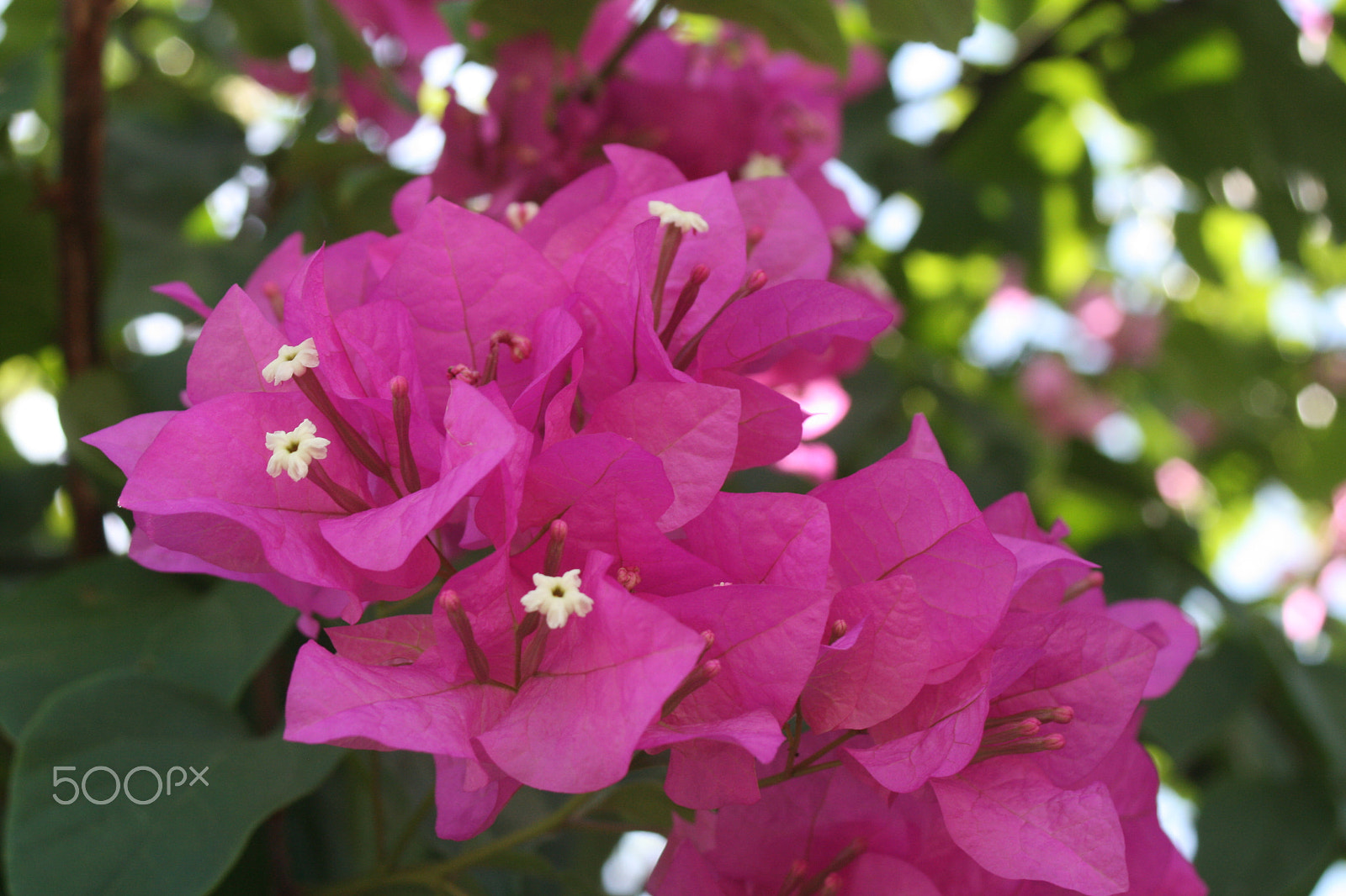 Canon EF 28-80mm f/3.5-5.6 sample photo. Img photography