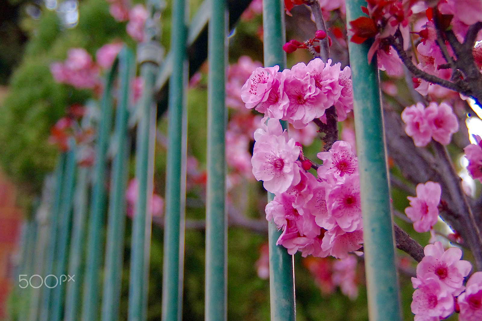 Pentax smc DA* 16-50mm F2.8 ED AL (IF) SDM sample photo. Spring_flower photography