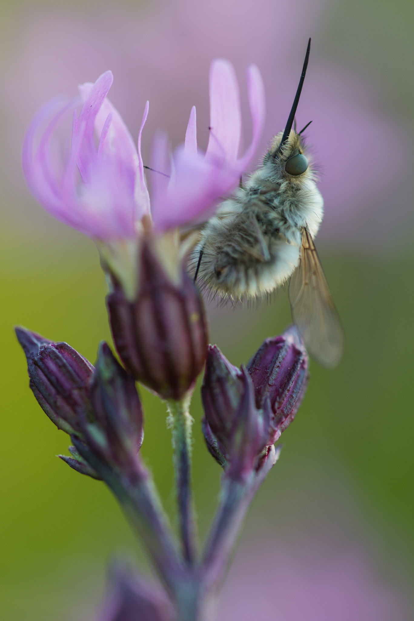 Nikon AF Micro-Nikkor 200mm F4D ED-IF sample photo. Wollschweber photography
