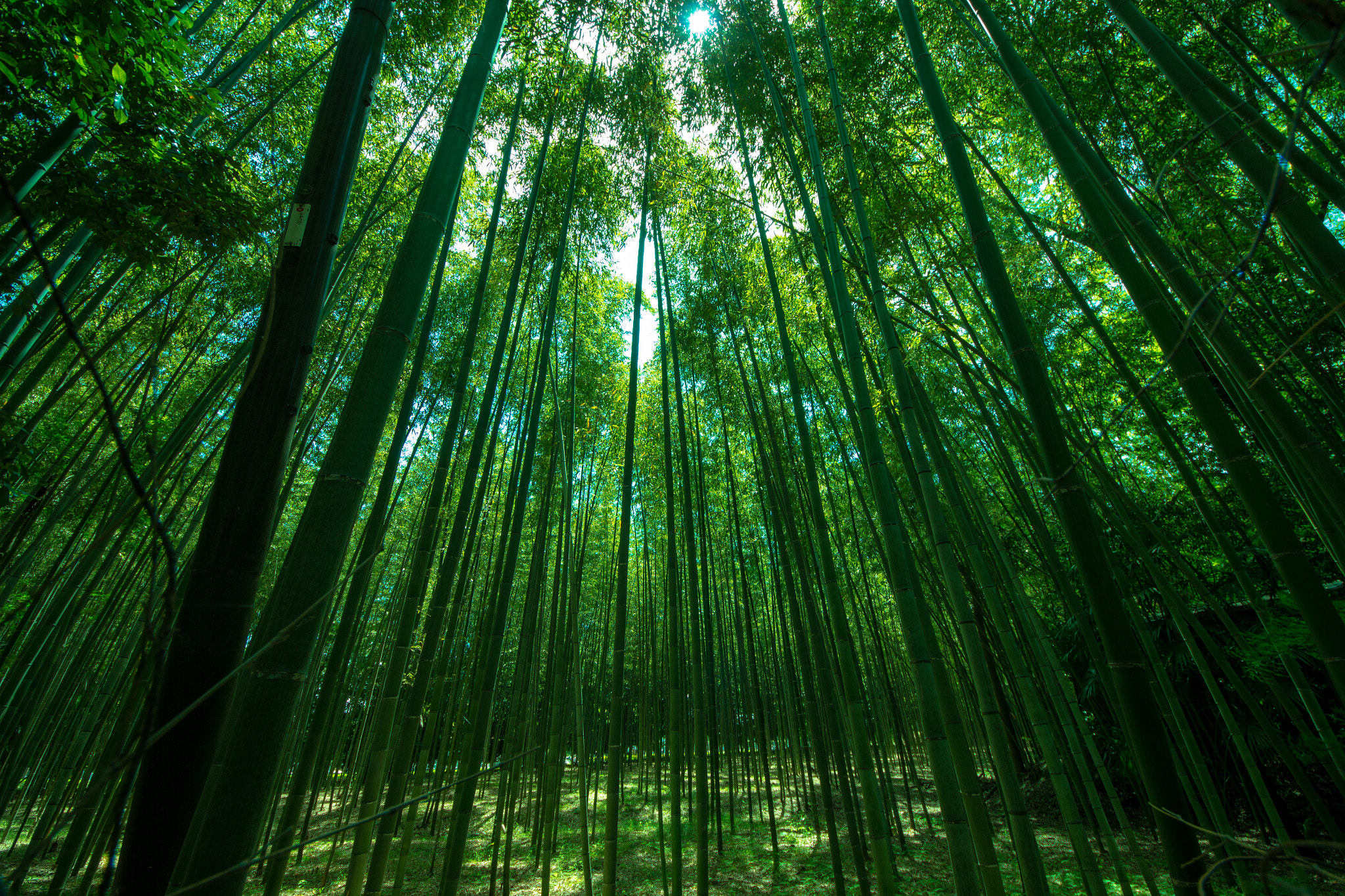 Canon EOS 600D (Rebel EOS T3i / EOS Kiss X5) + Sigma 8-16mm F4.5-5.6 DC HSM sample photo. Bamboo photography