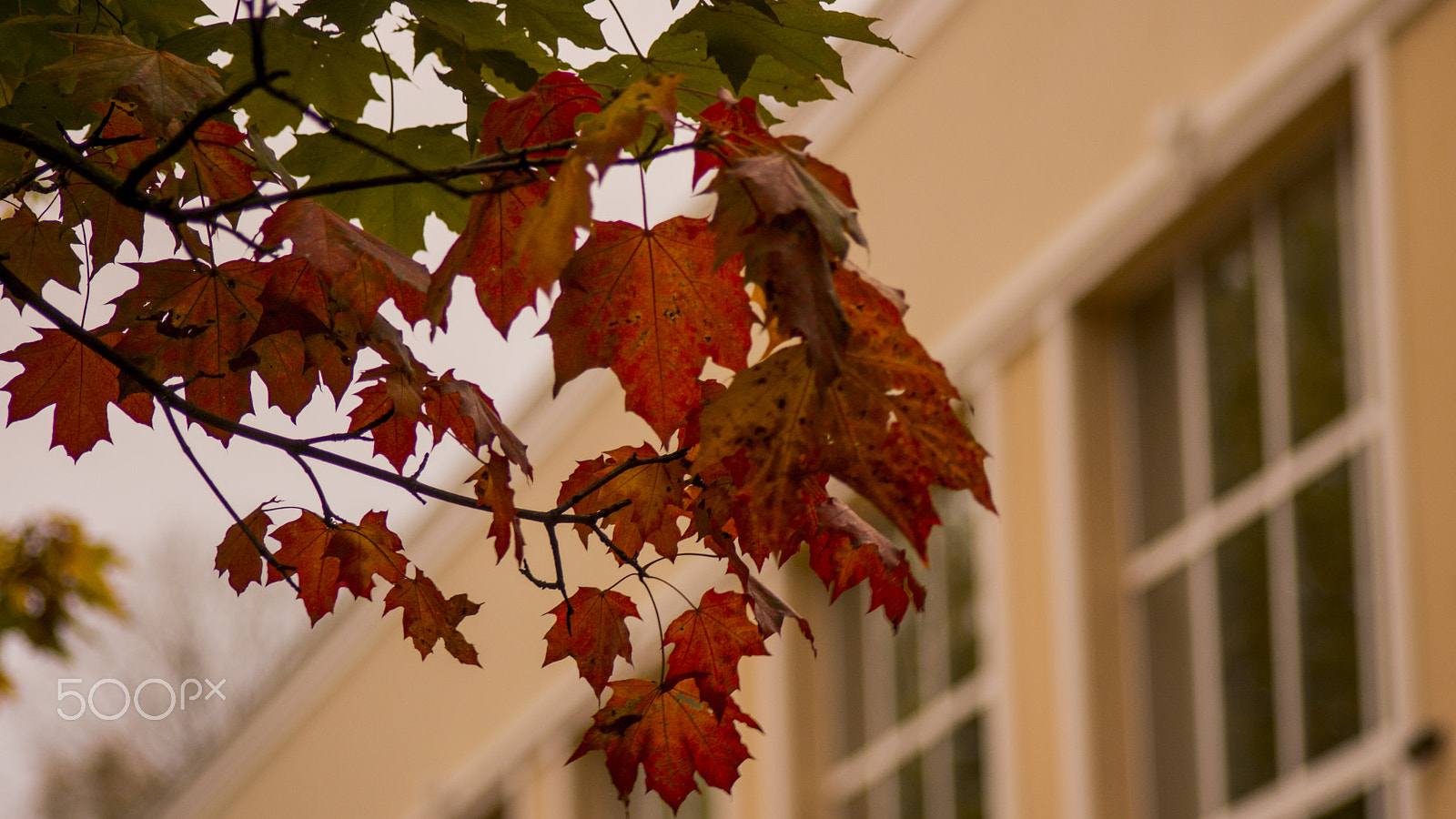 Sony SLT-A65 (SLT-A65V) + Sigma 70-300mm F4-5.6 DL Macro sample photo. Autumn in kaliningrad photography