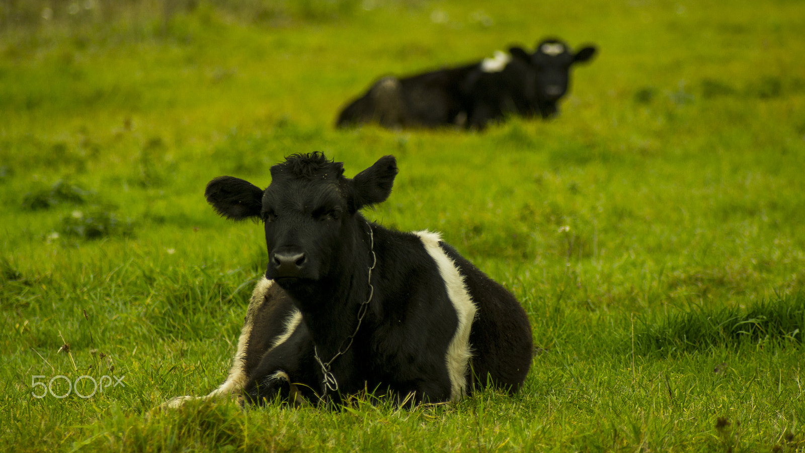 Sony 75-300mm F4.5-5.6 sample photo. Cow photography