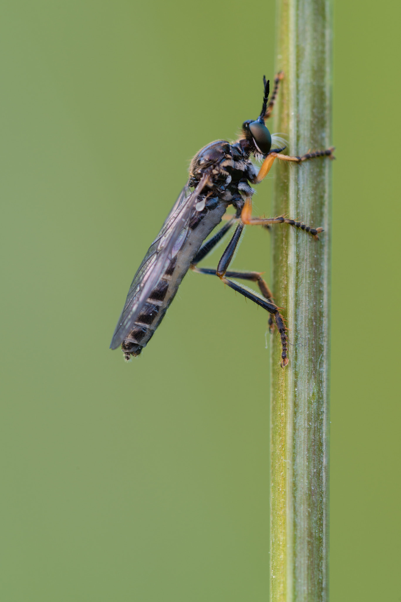 Nikon D800 + Nikon AF Micro-Nikkor 200mm F4D ED-IF sample photo. Gemeine habichtsfliege photography