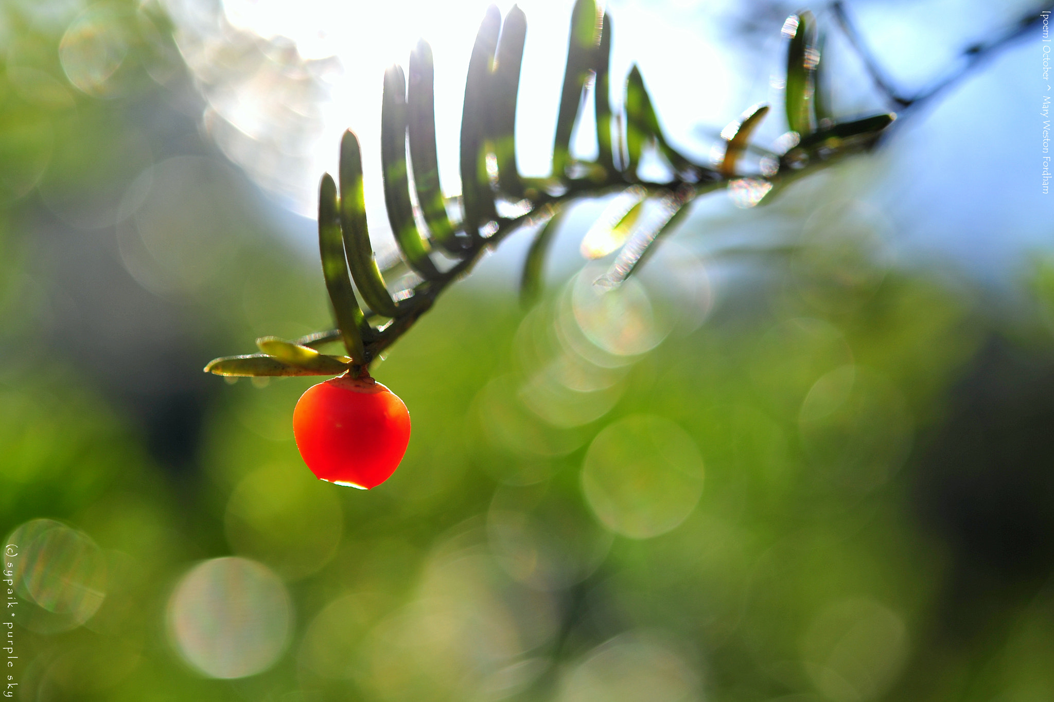 Nikon AF-S Micro-Nikkor 60mm F2.8G ED sample photo. October v photography