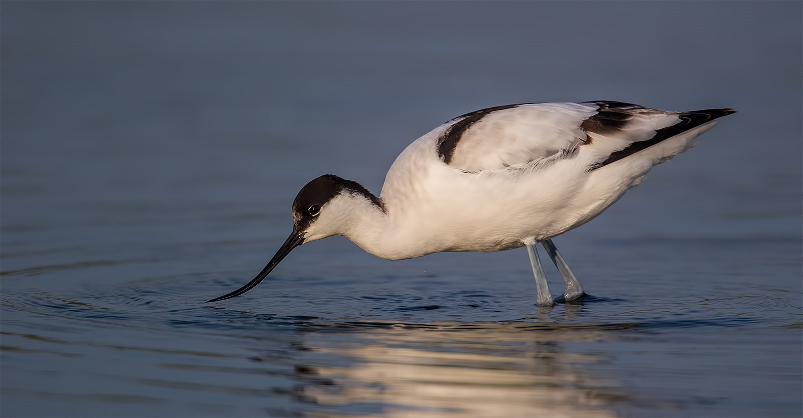 Canon EF 500mm F4L IS USM sample photo. Avocet photography