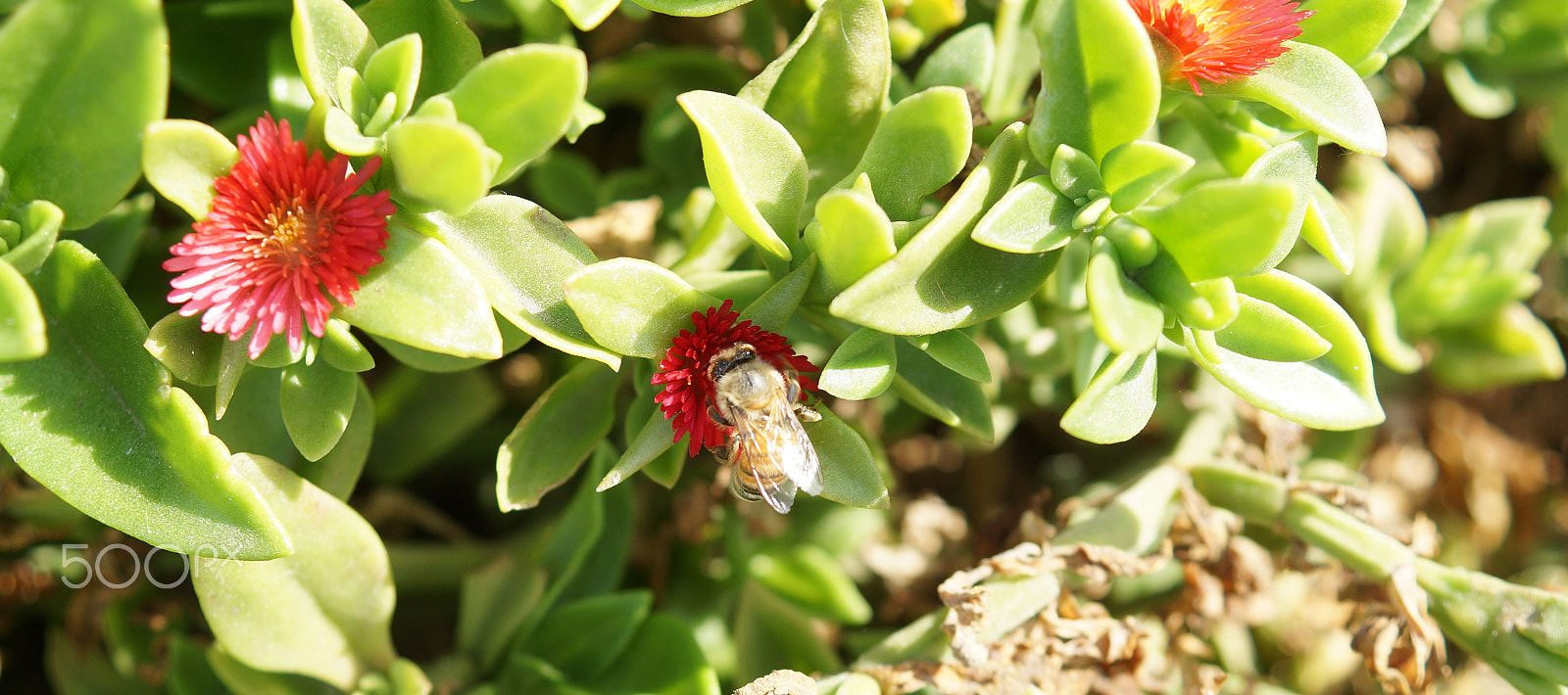 Sony SLT-A58 + Sony DT 30mm F2.8 Macro SAM sample photo. Work in progress photography