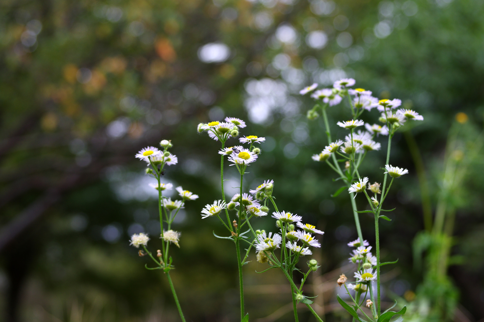 Pentax K-3 sample photo. I can see the stars..... photography