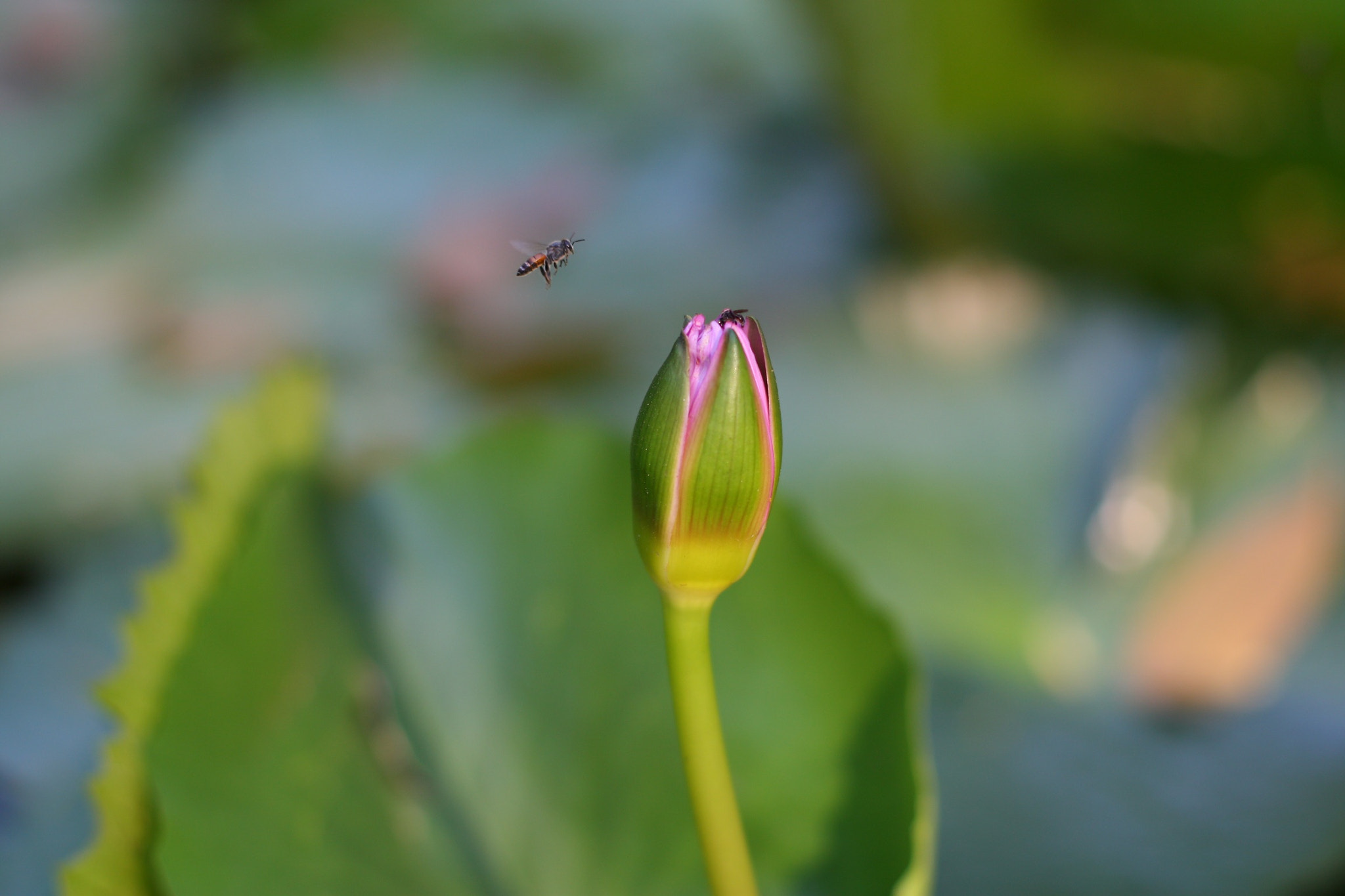 Canon EOS 450D (EOS Rebel XSi / EOS Kiss X2) + Canon EF 50mm F1.4 USM sample photo. Water lily and bee photography