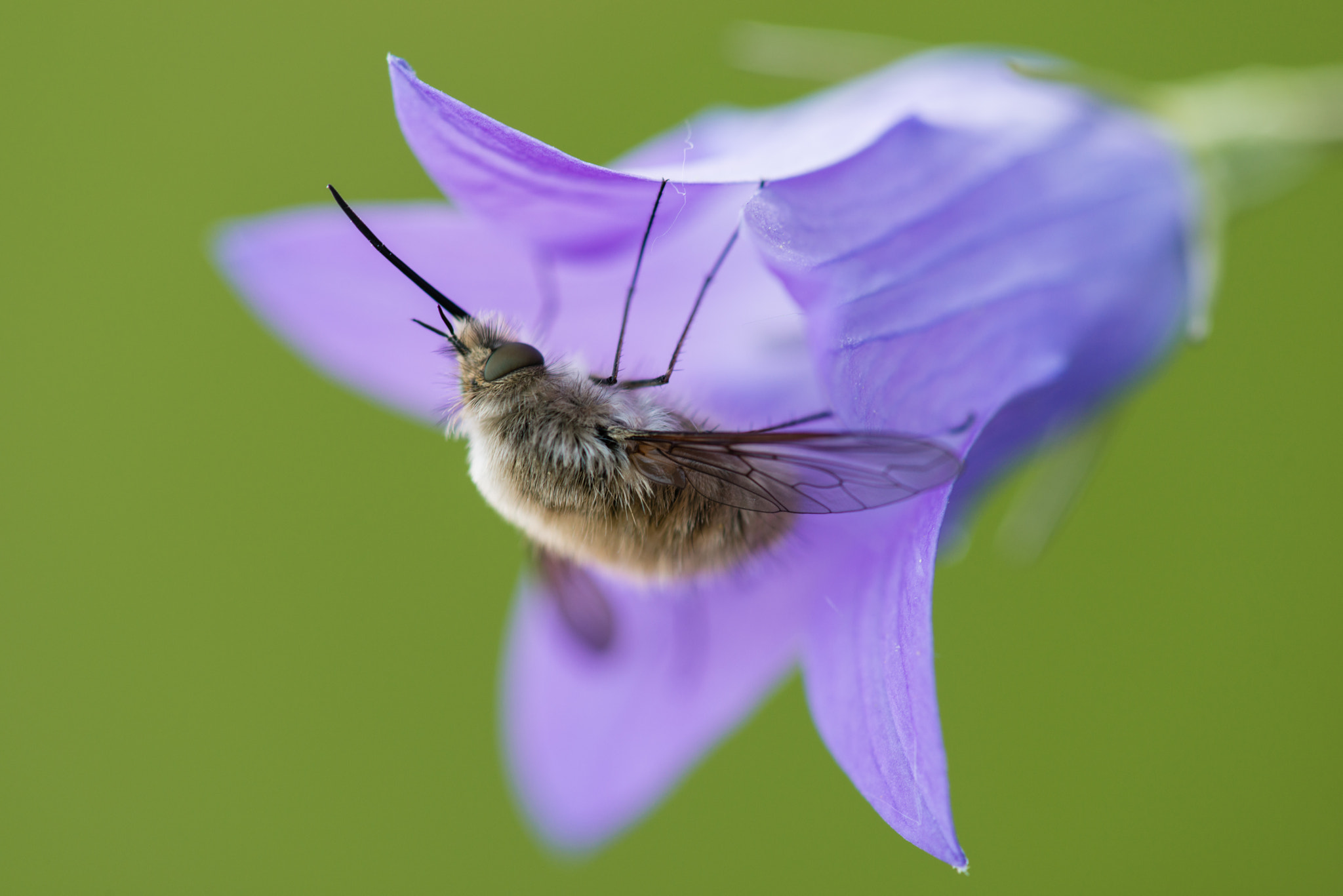 Nikon D800 + Nikon AF Micro-Nikkor 200mm F4D ED-IF sample photo. Wollschweber photography