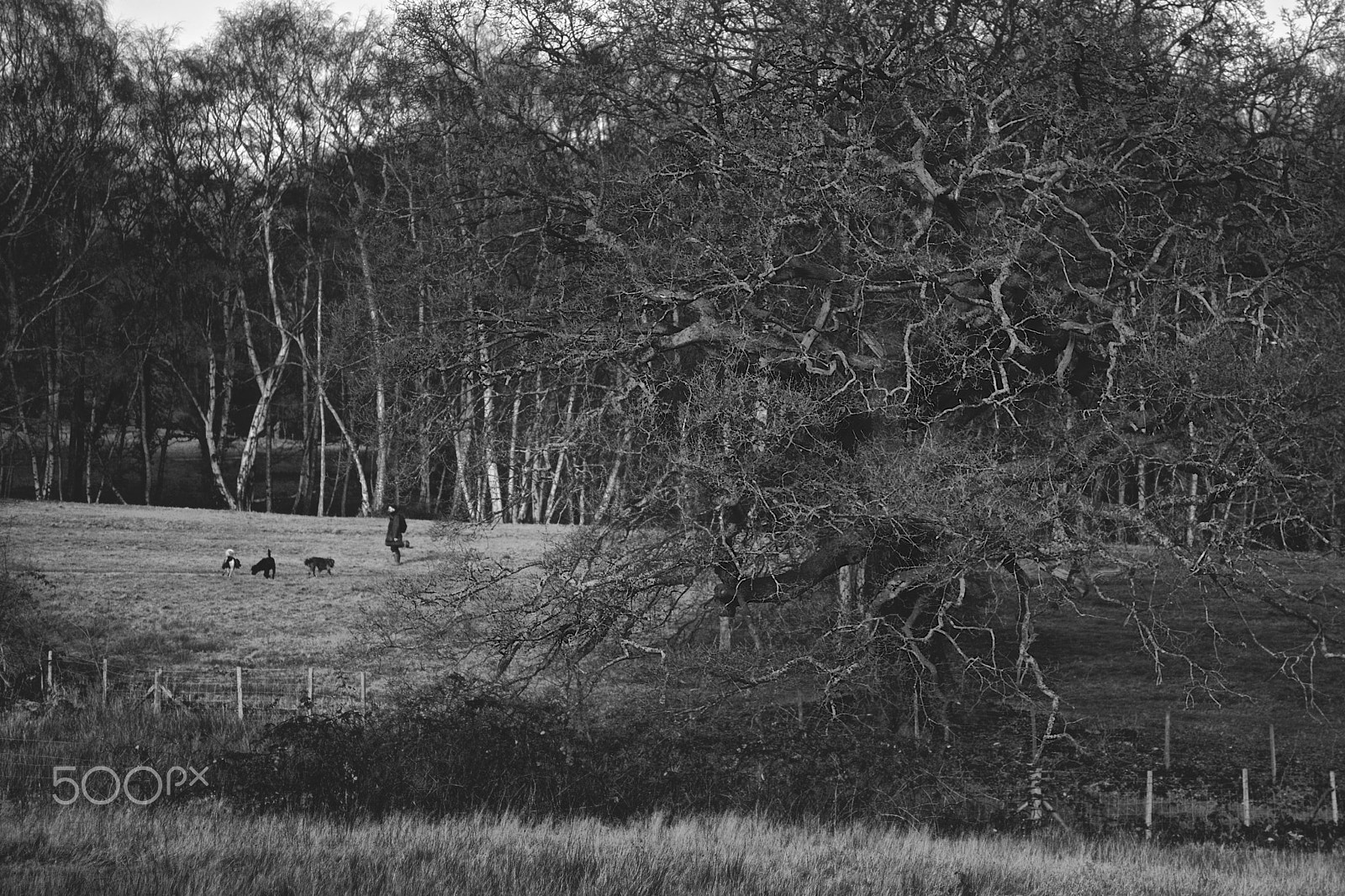 Pentax smc DA 70mm F2.4 AL Limited sample photo. Hampstead heath photography