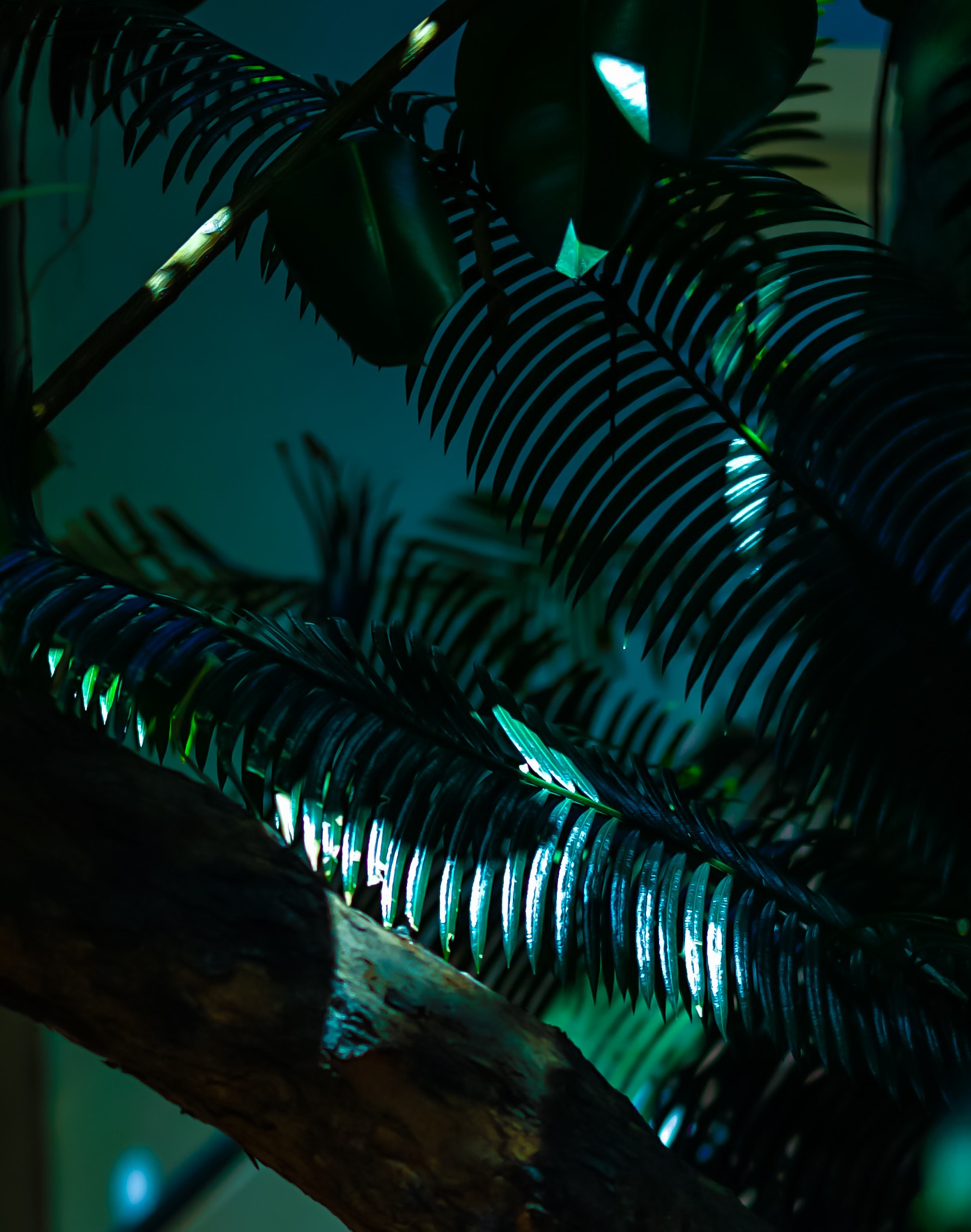 Sony a7S sample photo. Palms colors photography