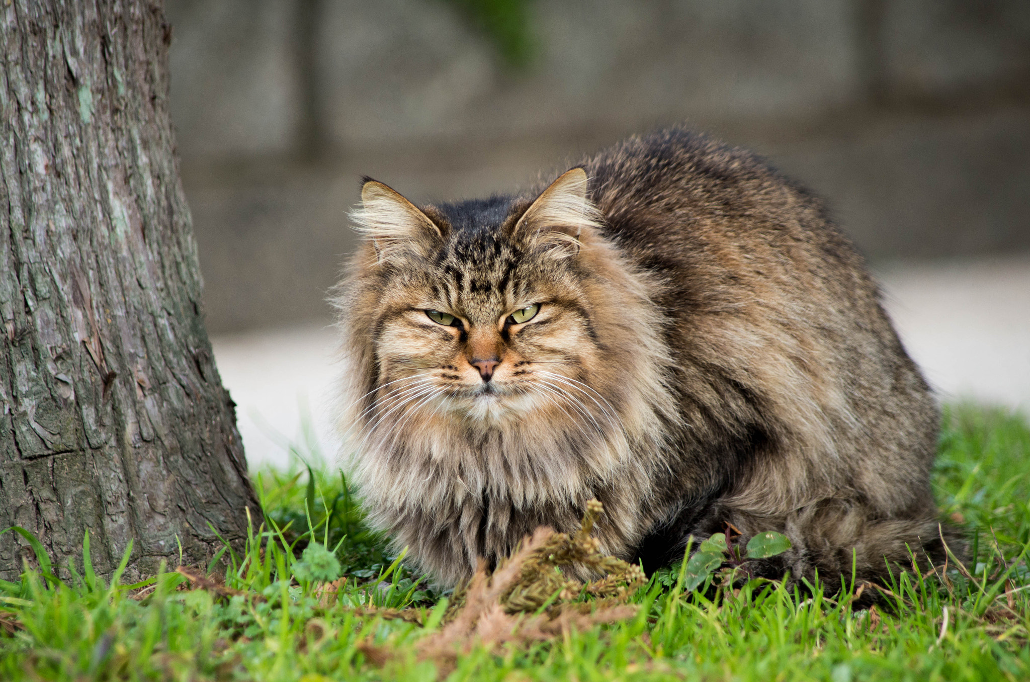 smc PENTAX-DA L 55-300mm F4-5.8 ED sample photo. 公園にいた猫 photography