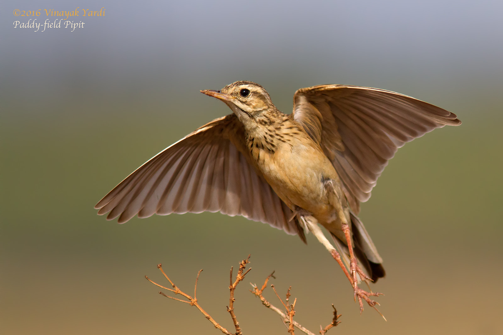 Canon EF 300mm F4L IS USM sample photo. Paddy-field pipit in flight. photography