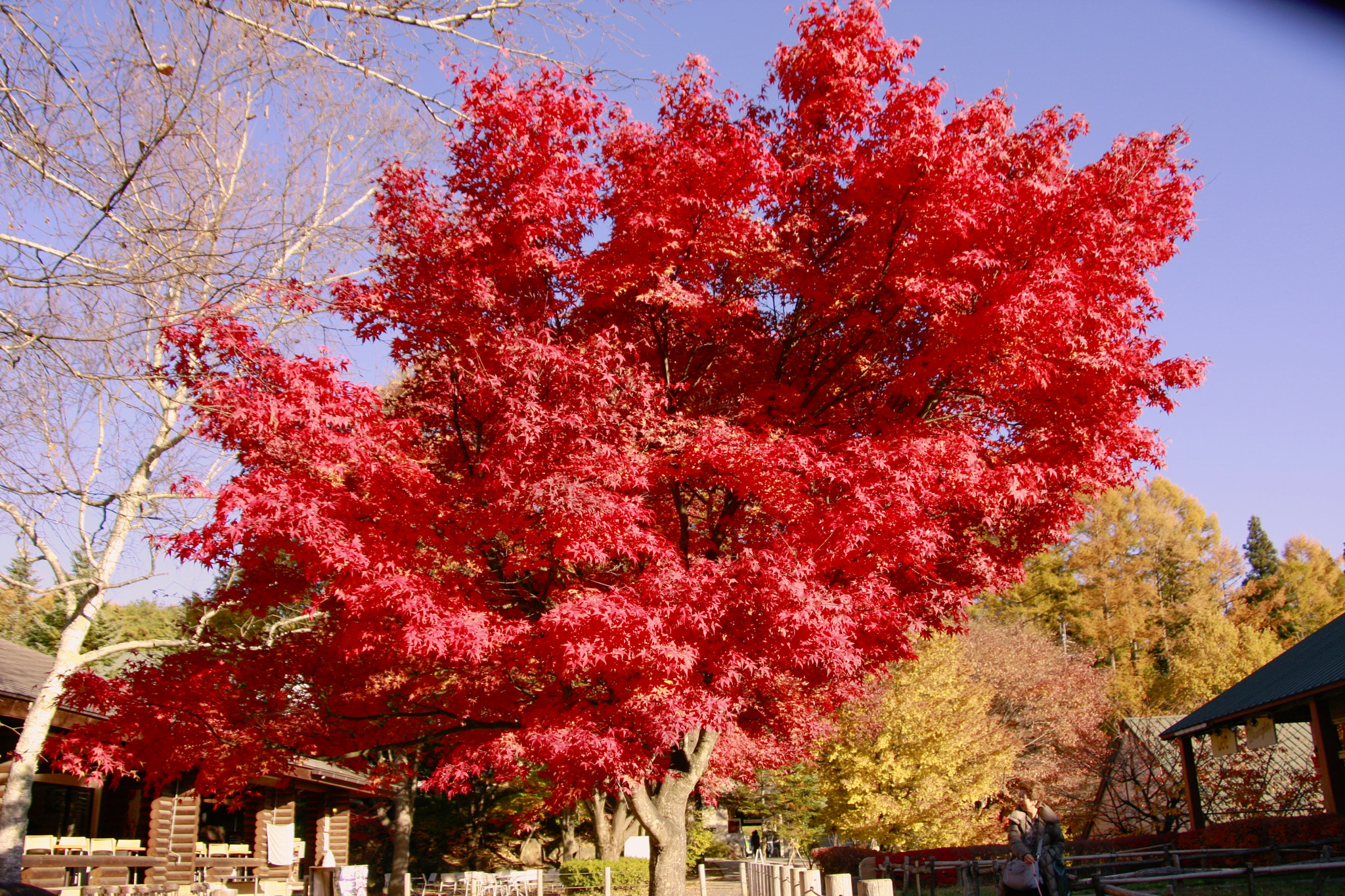 Canon EOS 40D sample photo. Autumn leaves photography
