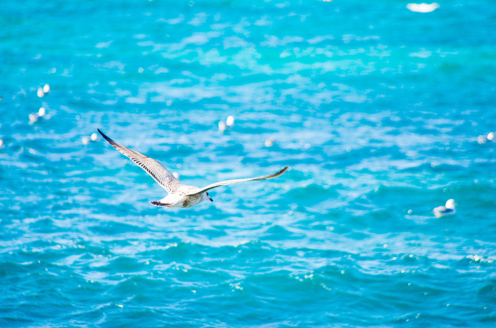 Pentax K-30 sample photo. The seagull photography