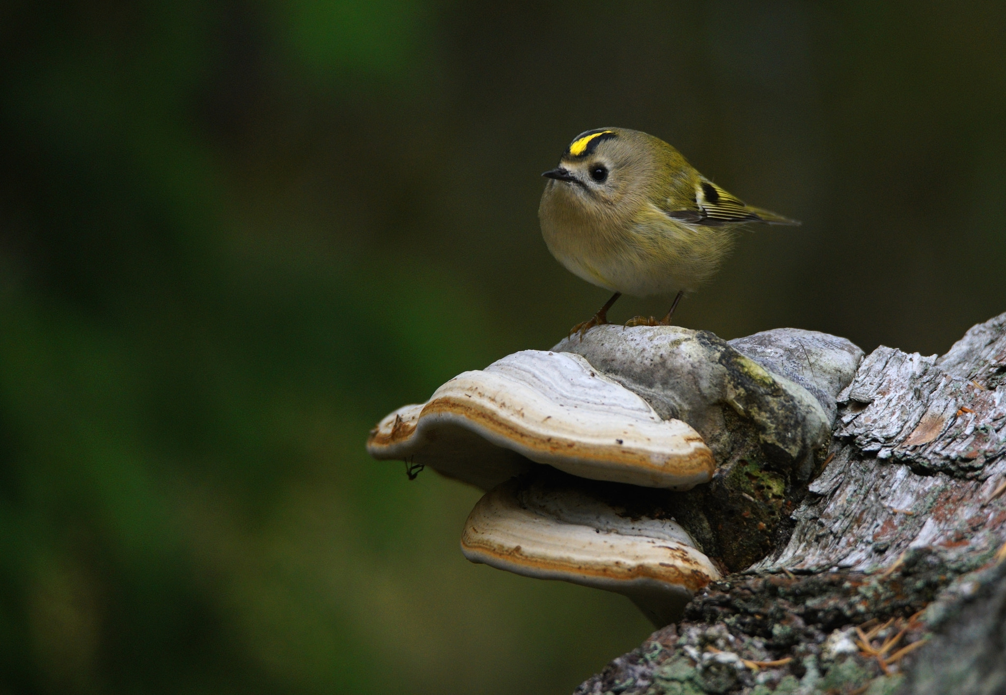 Sony a7R II + Tamron SP 150-600mm F5-6.3 Di VC USD sample photo. Goldcrest photography