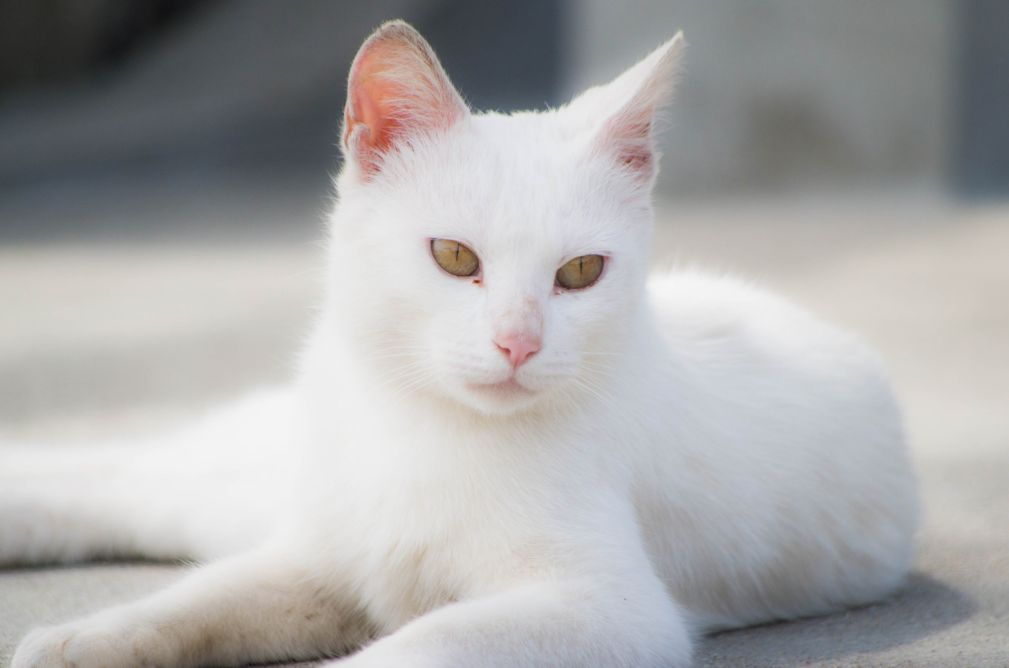 smc PENTAX-DA L 55-300mm F4-5.8 ED sample photo. 白猫 photography