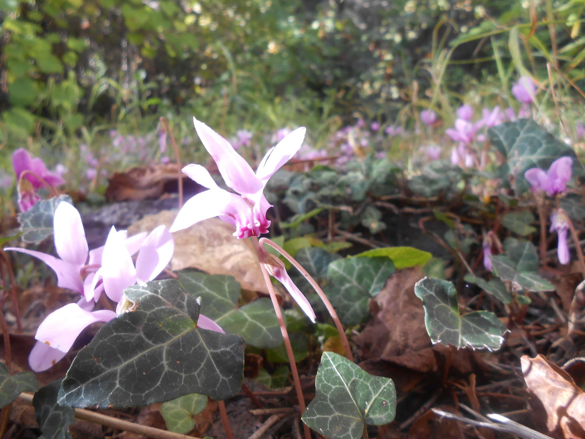 Nikon Coolpix S3300 sample photo. Little flower on my path photography