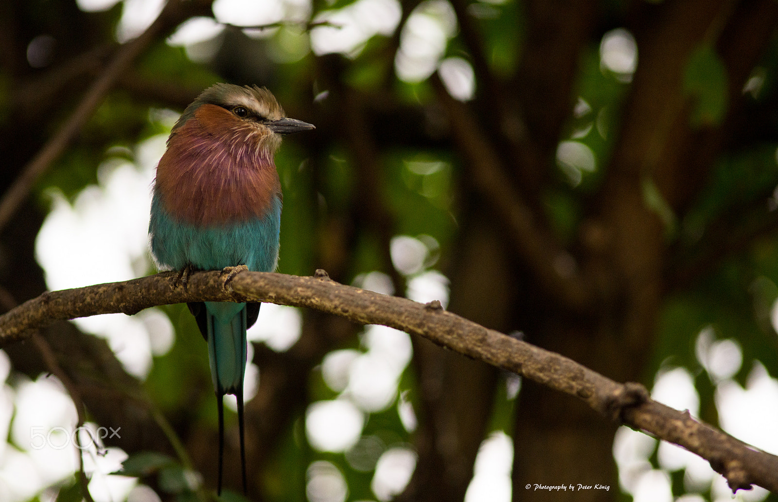 AF Nikkor 300mm f/4 IF-ED sample photo. Bird photography