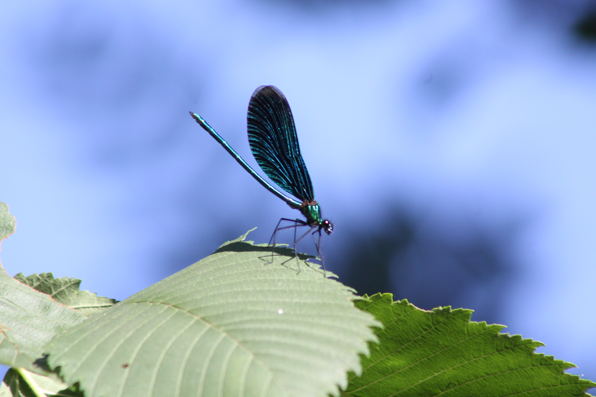 Canon EF 90-300mm F4.5-5.6 sample photo
