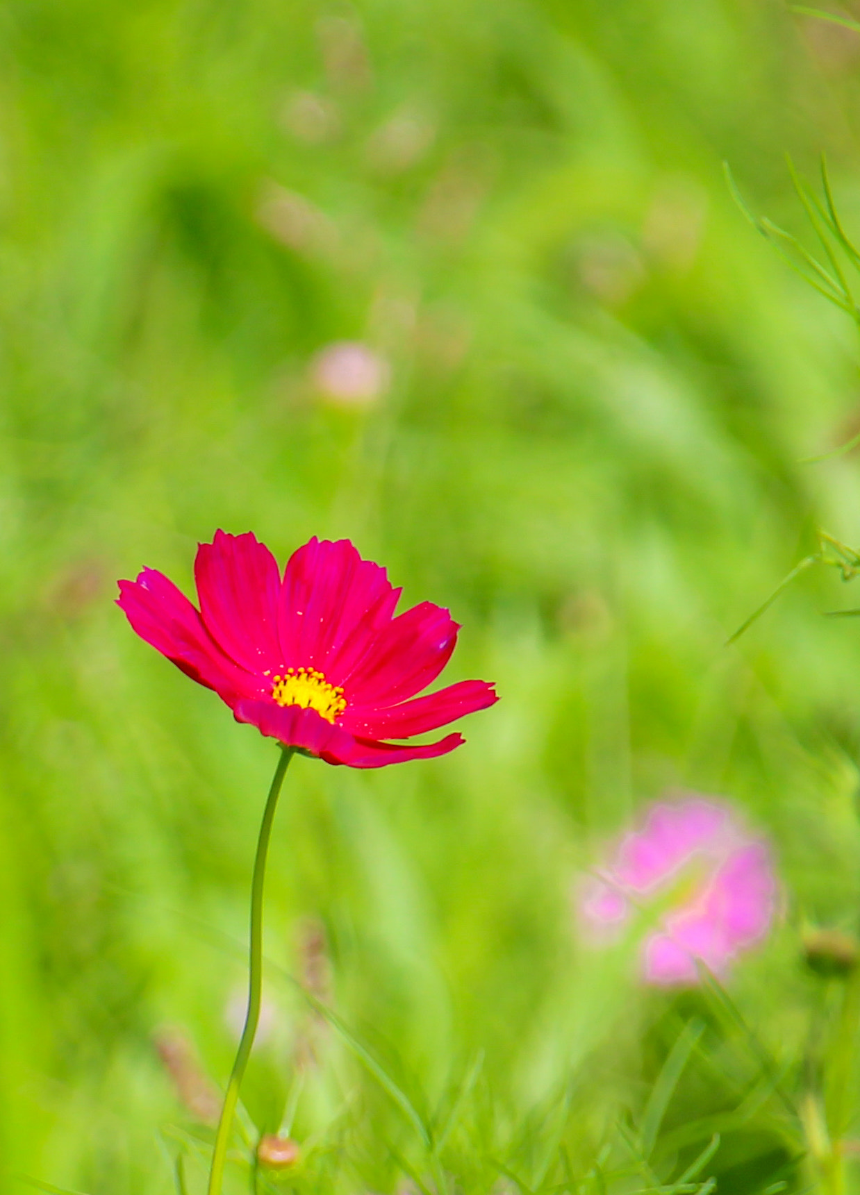 Canon EOS 600D (Rebel EOS T3i / EOS Kiss X5) sample photo. Little　flower photography