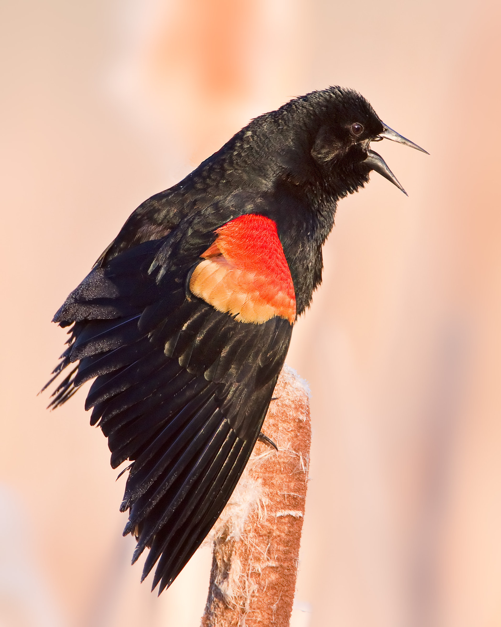 Canon EF 500mm F4L IS USM sample photo. Sing for me photography