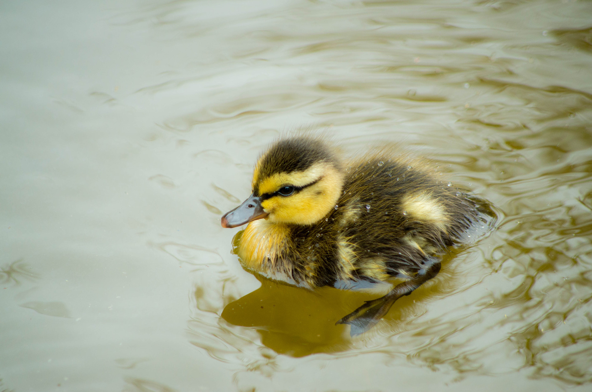 smc PENTAX-DA L 55-300mm F4-5.8 ED sample photo. コガモ photography