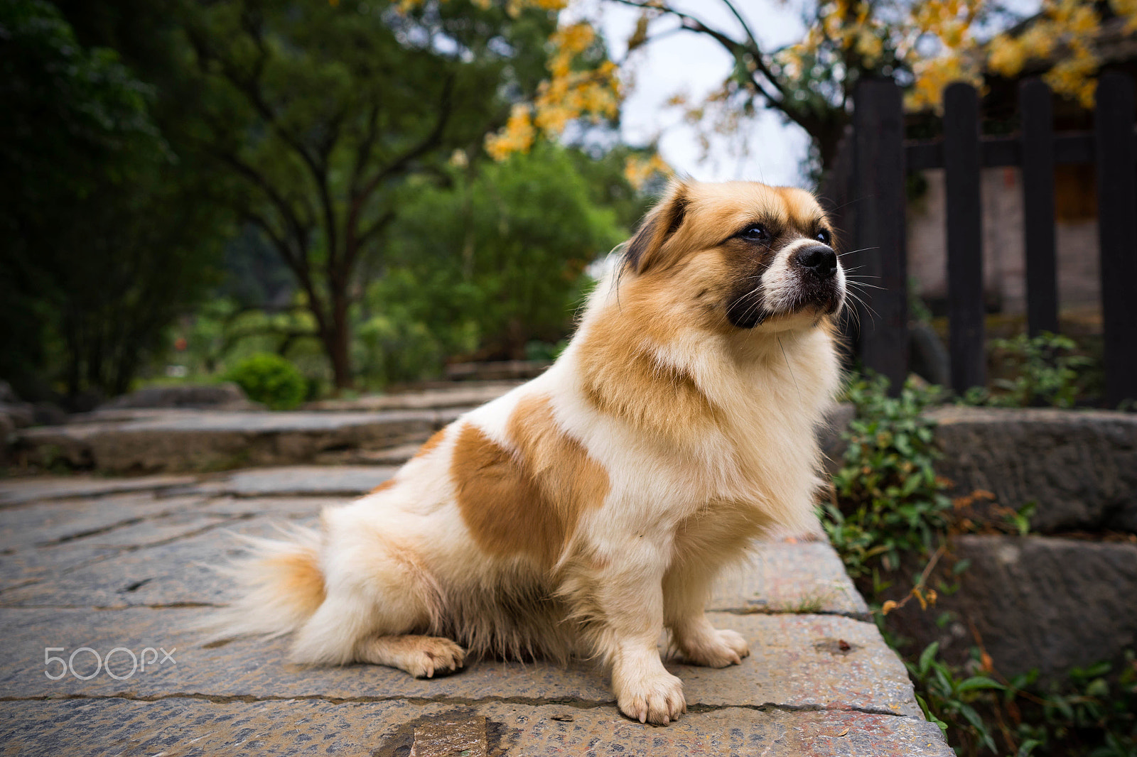 Sony a7 II + ZEISS Batis 25mm F2 sample photo. The dog thinker photography