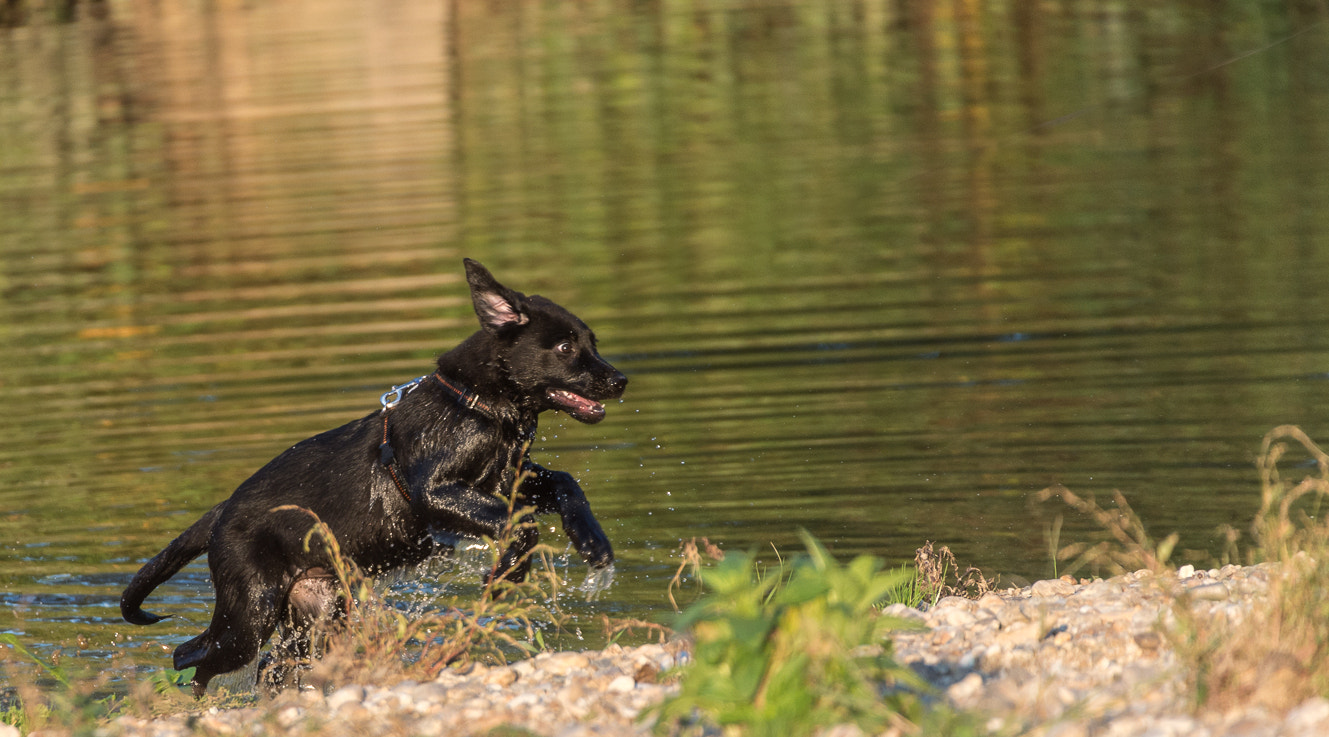 Nikon D4 + Sigma 50-500mm F4.5-6.3 DG OS HSM sample photo. Young dog plays in the water photography