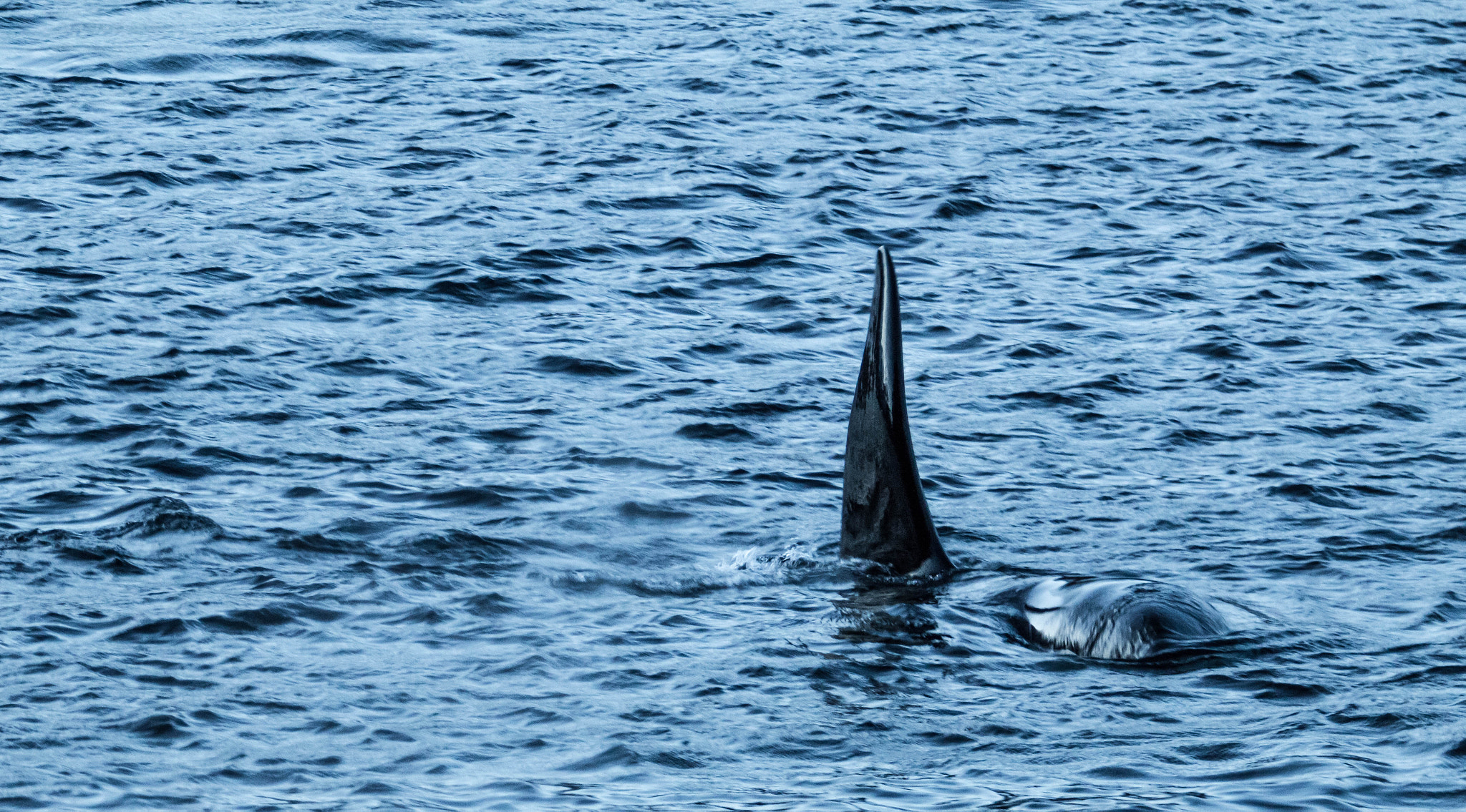 Canon EF 70-200mm F2.8L USM sample photo. Img photography