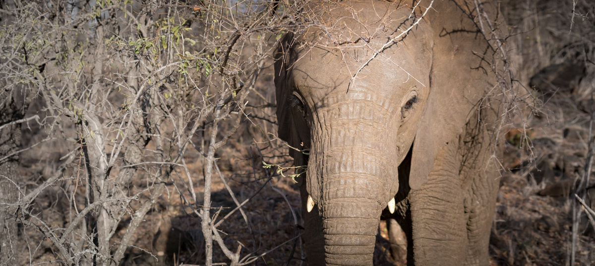 Sigma 70-300mm F4-5.6 APO DG Macro sample photo. Elephant photography