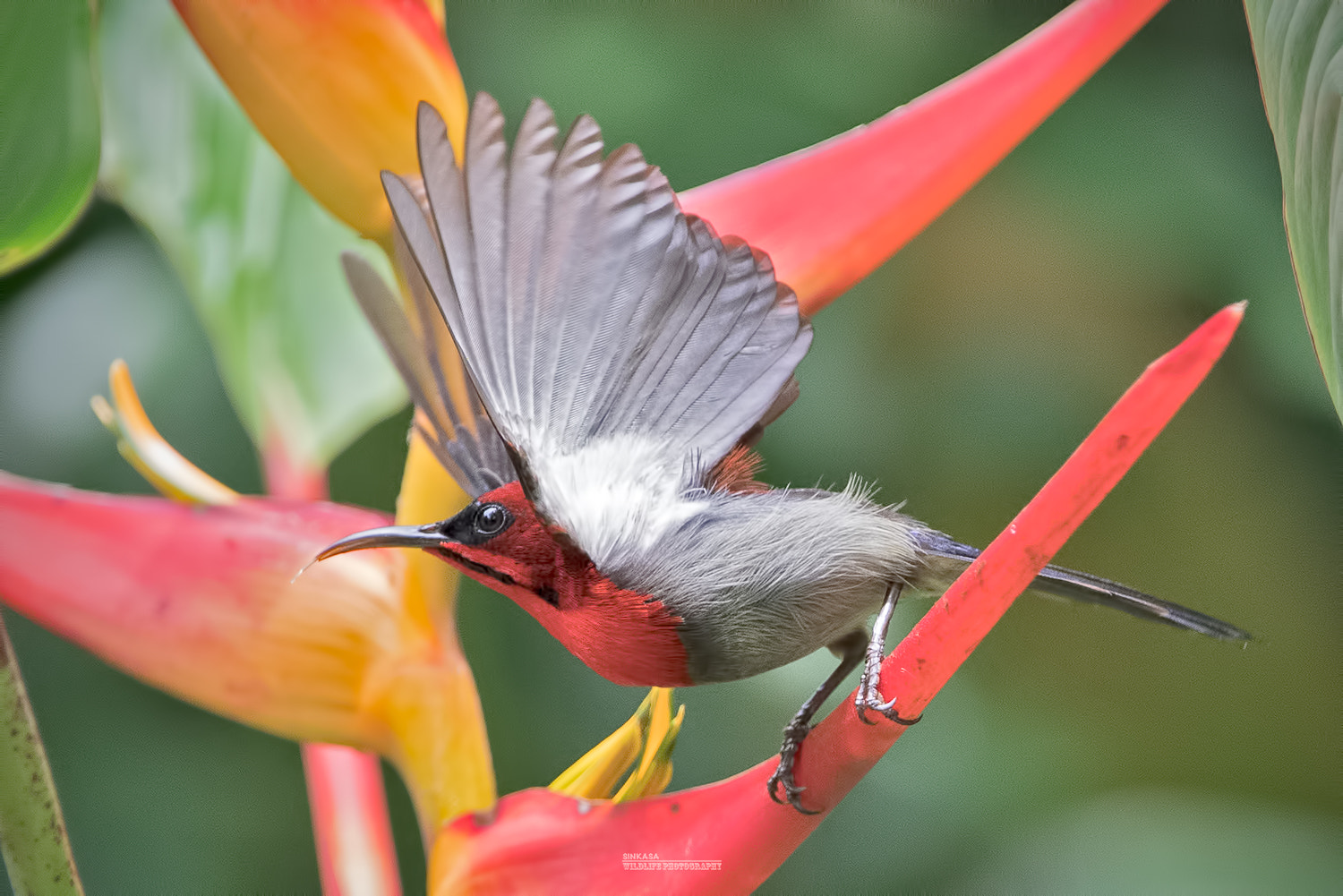 Nikon AF-S Nikkor 400mm F2.8G ED VR II sample photo. Crimson sunbird. wings open. photography