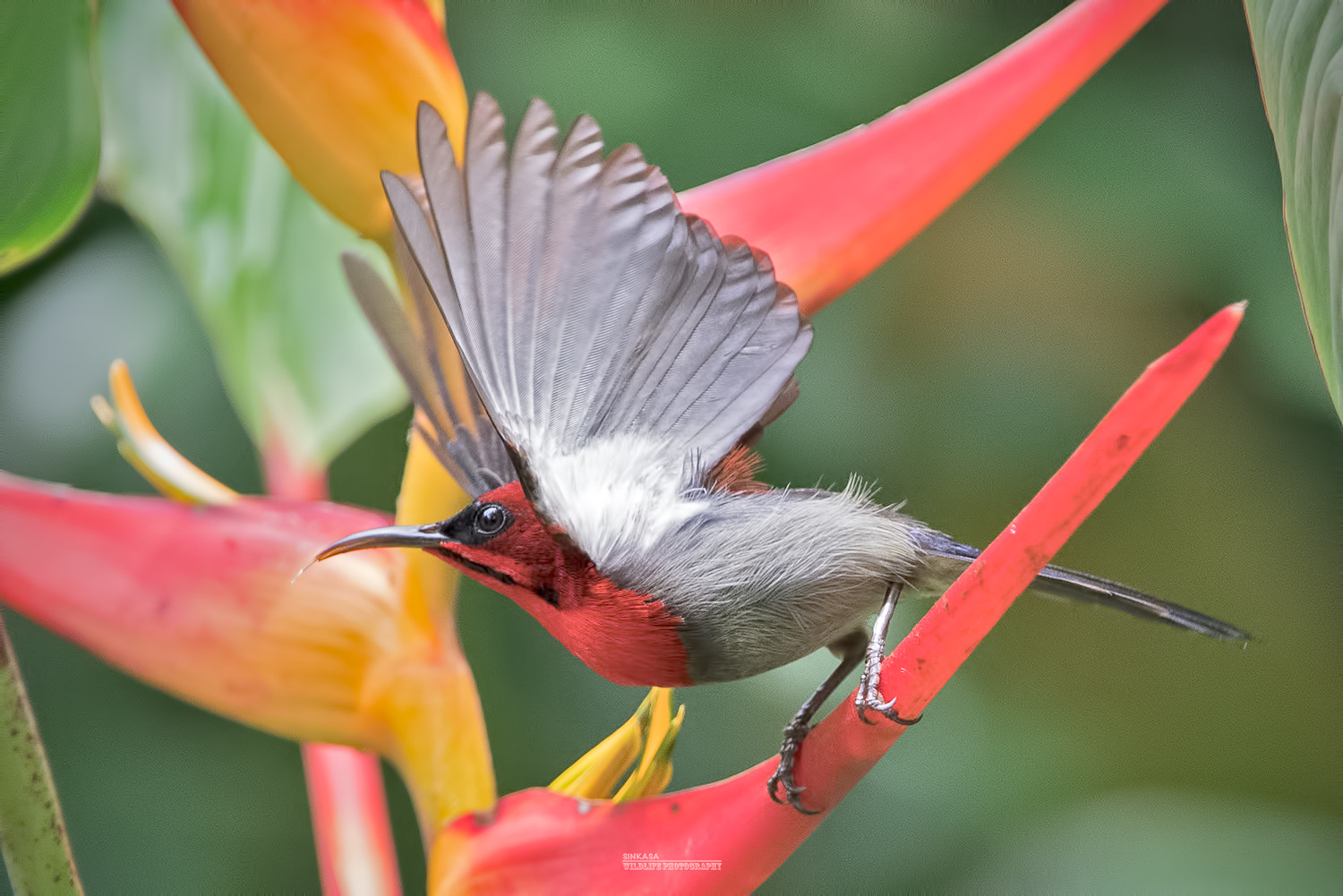 Nikon D5 + Nikon AF-S Nikkor 400mm F2.8G ED VR II sample photo. Crimson sunbird. wings open. photography